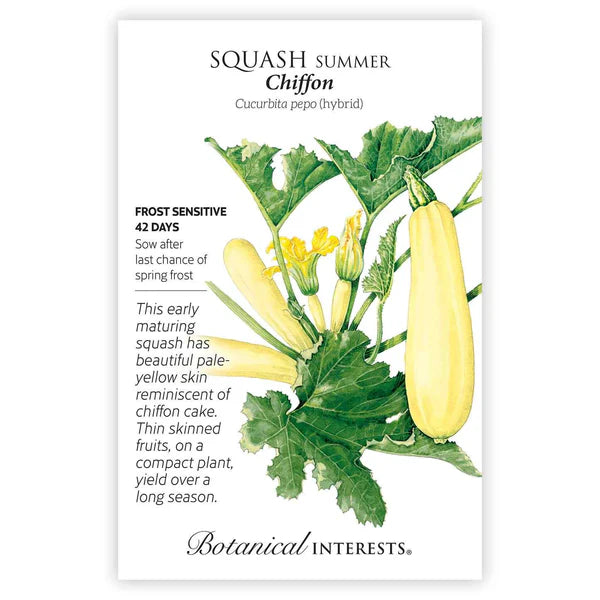 Squash Summer Chiffon Hybrid