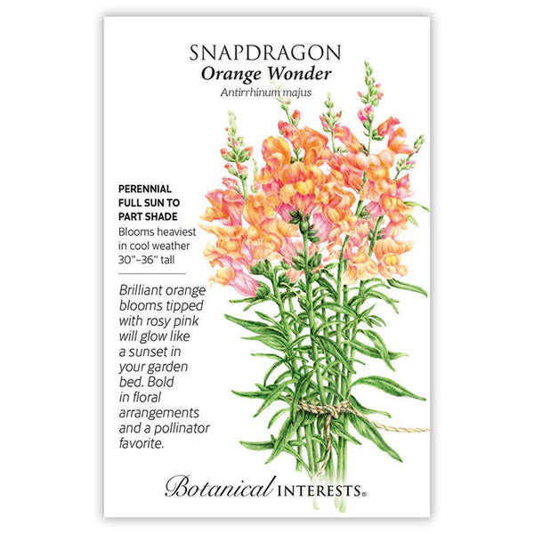 Snapdragon Organge