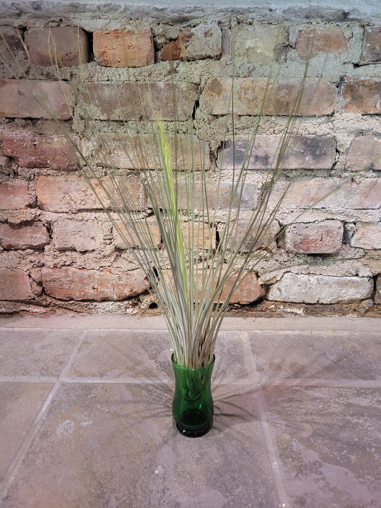 Air Plant - Tillandsia Juncea