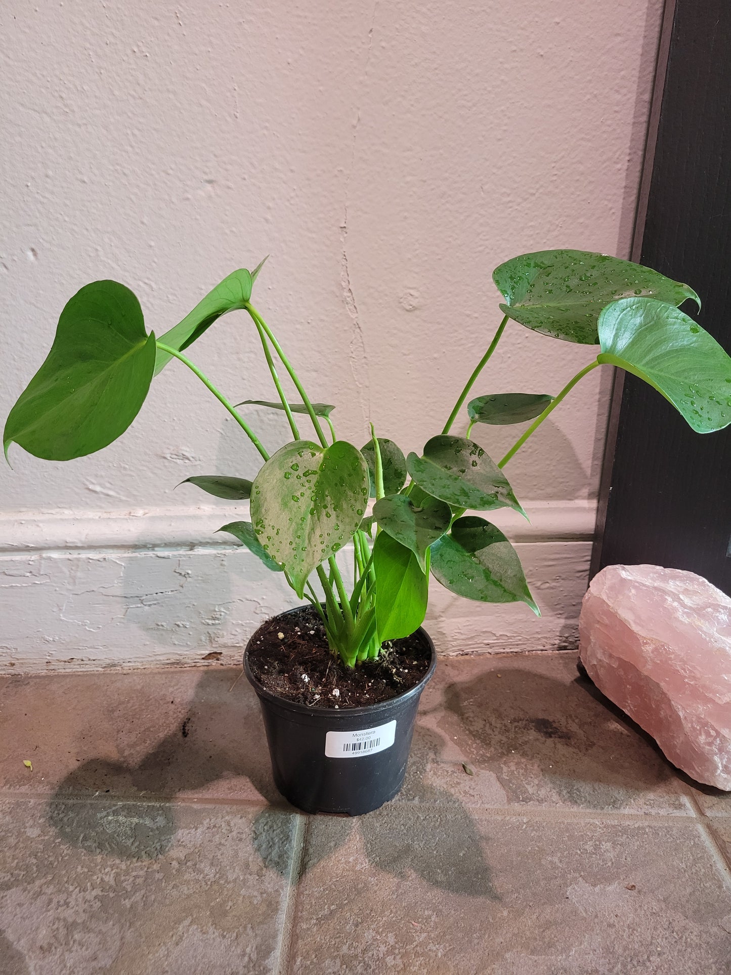Monstera