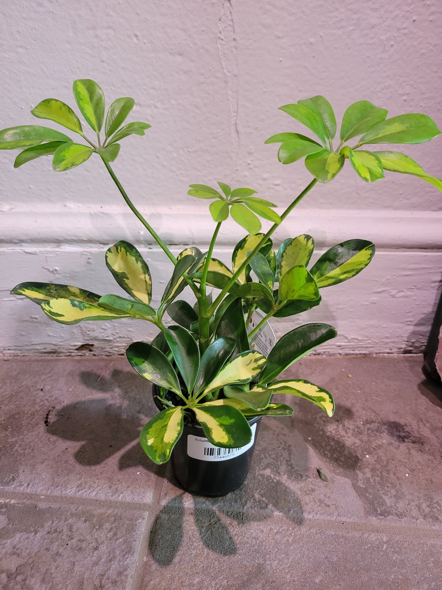 Schefflera Arboricola Variegata