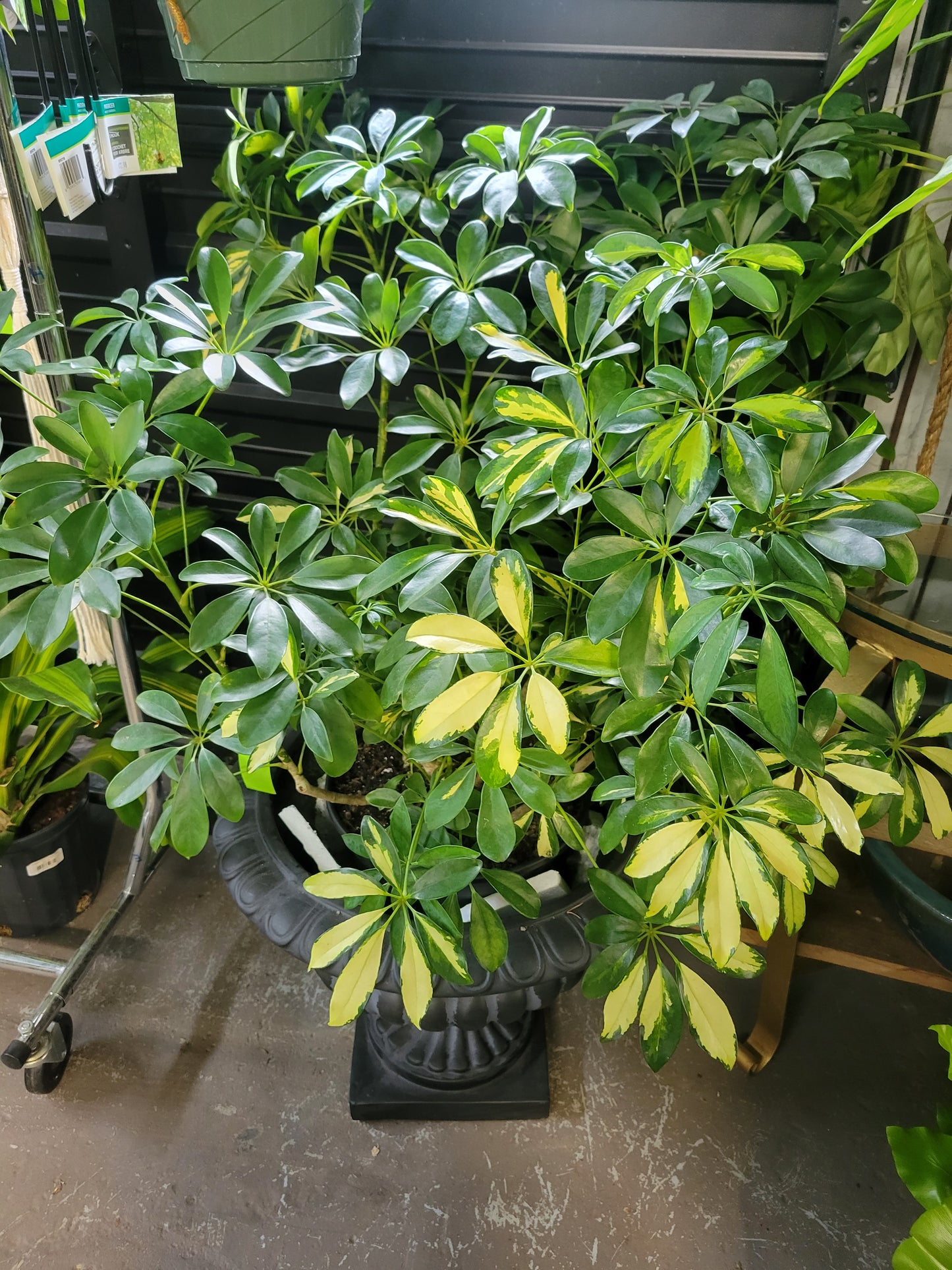 Schefflera Arboricola Variegata