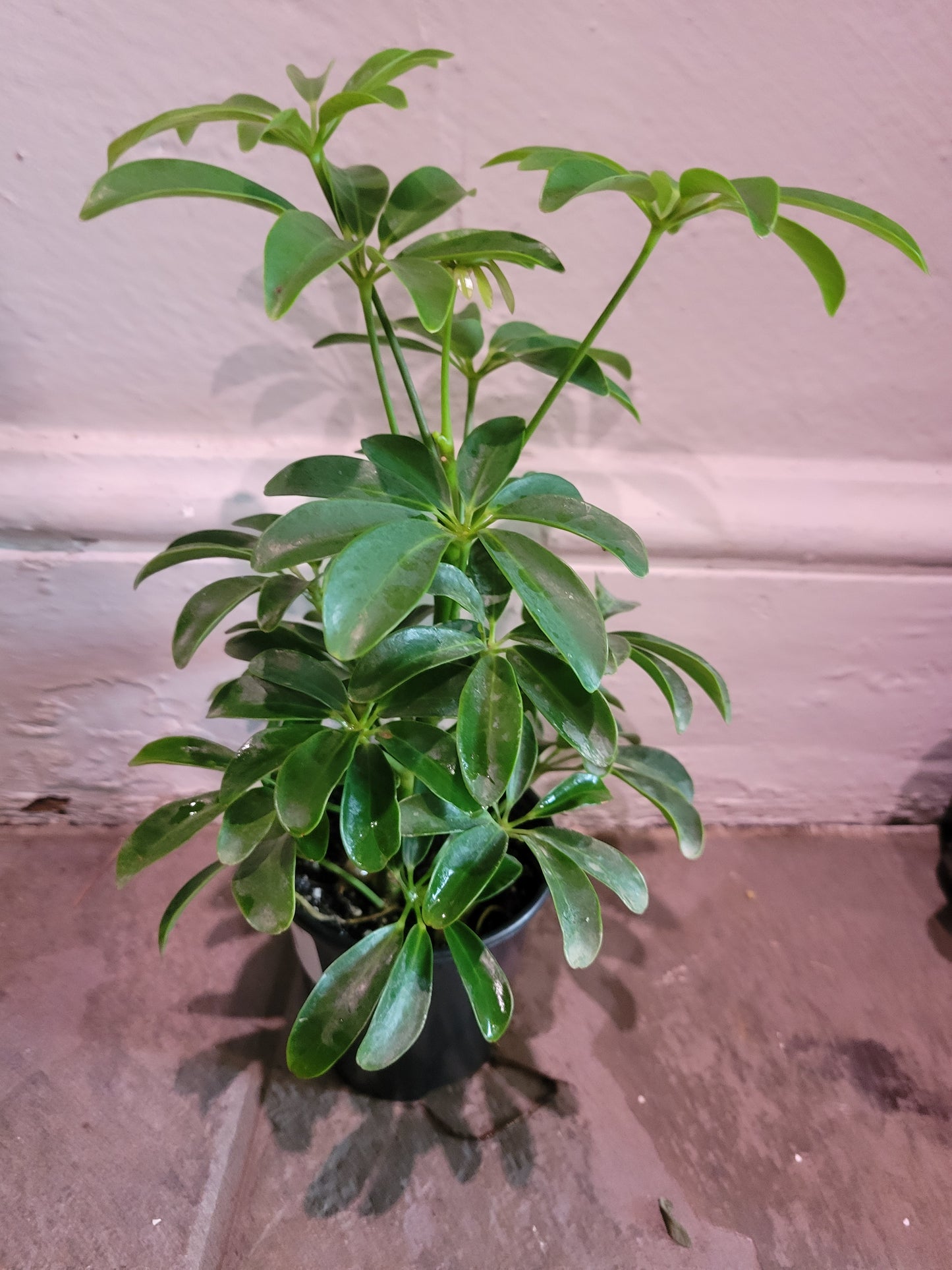 Schefflera Heptaphylla