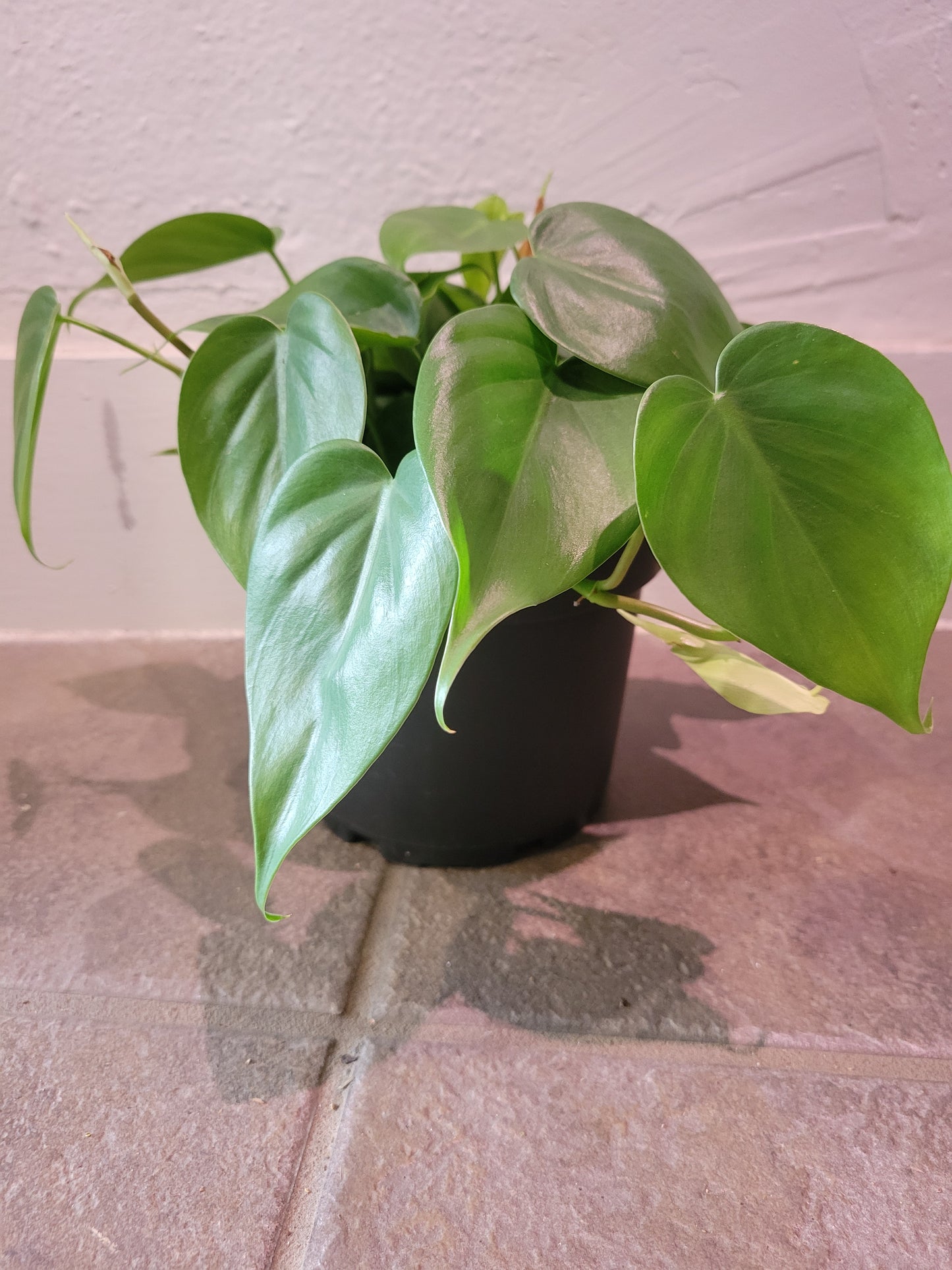 Philodendron Cordatum