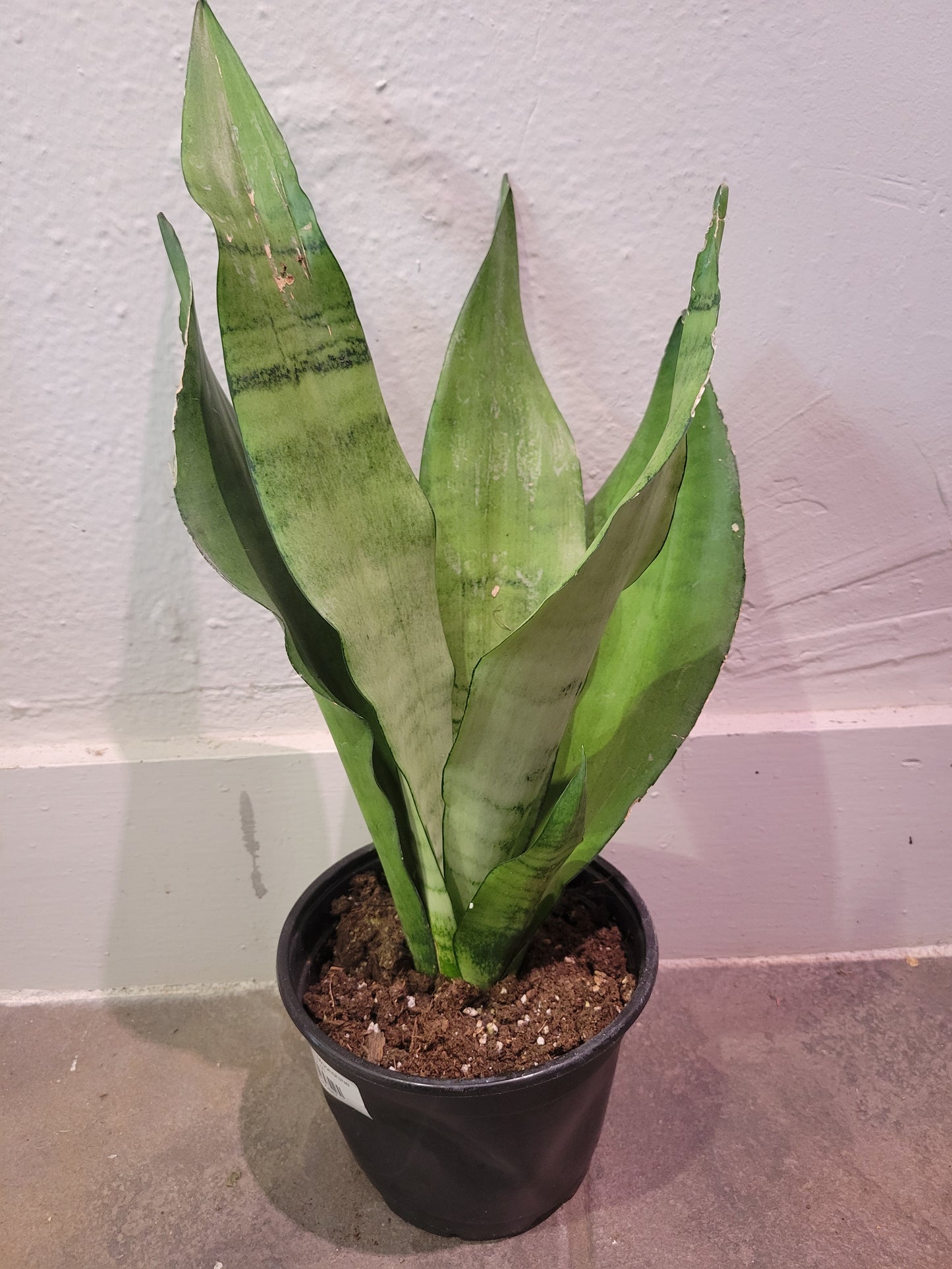 Sansevieria Moonshine