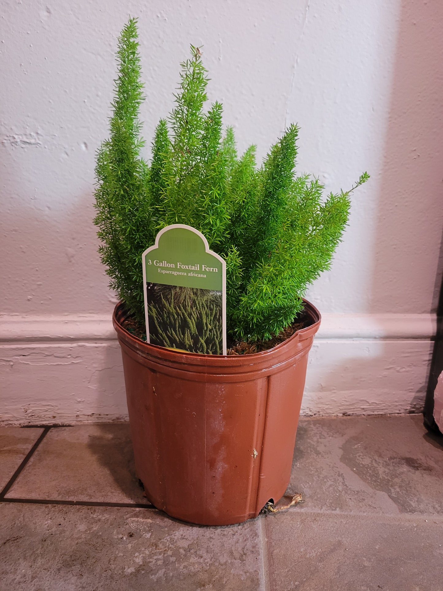 Fox Tail Fern