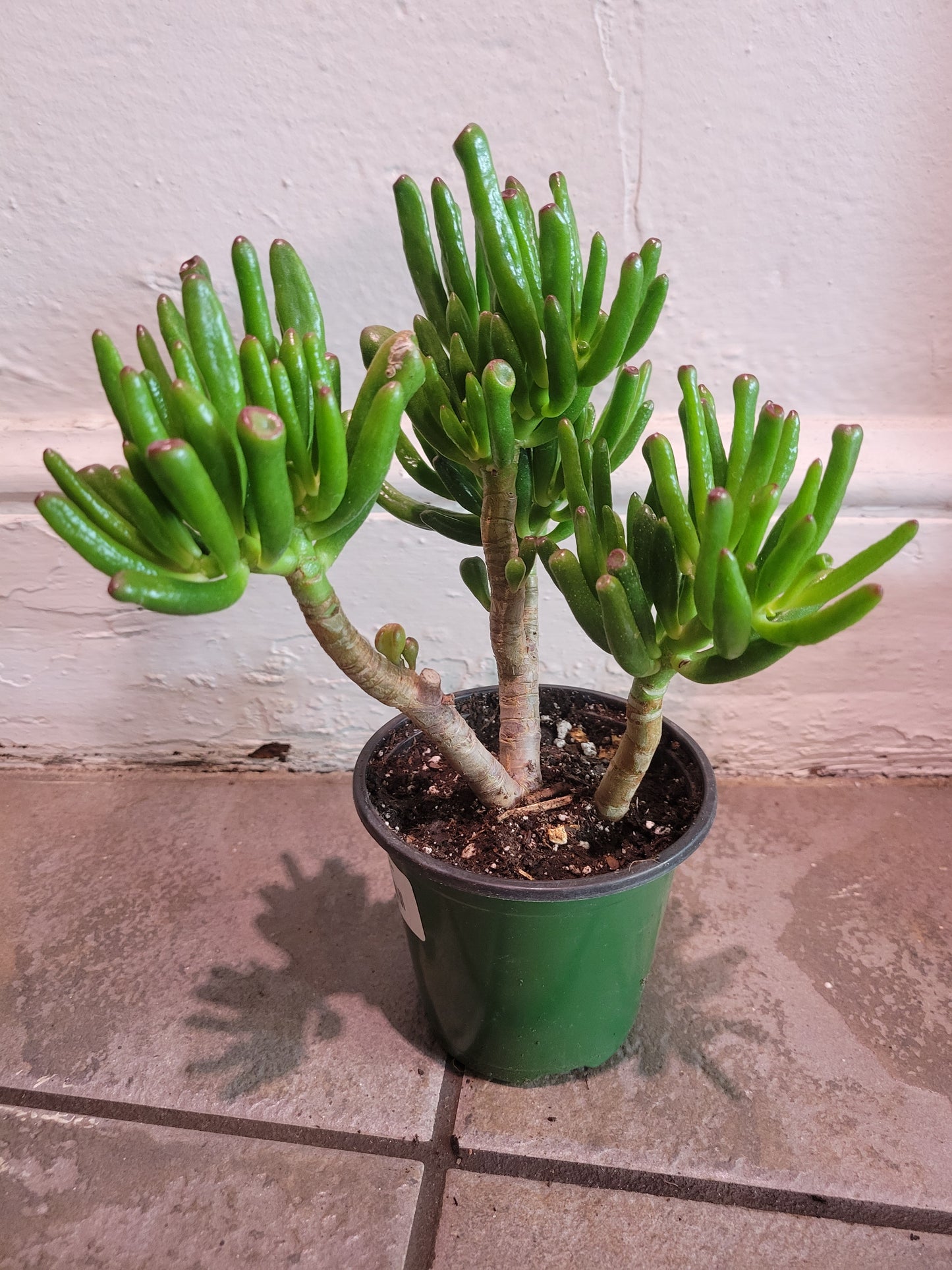 Hobbit Jade