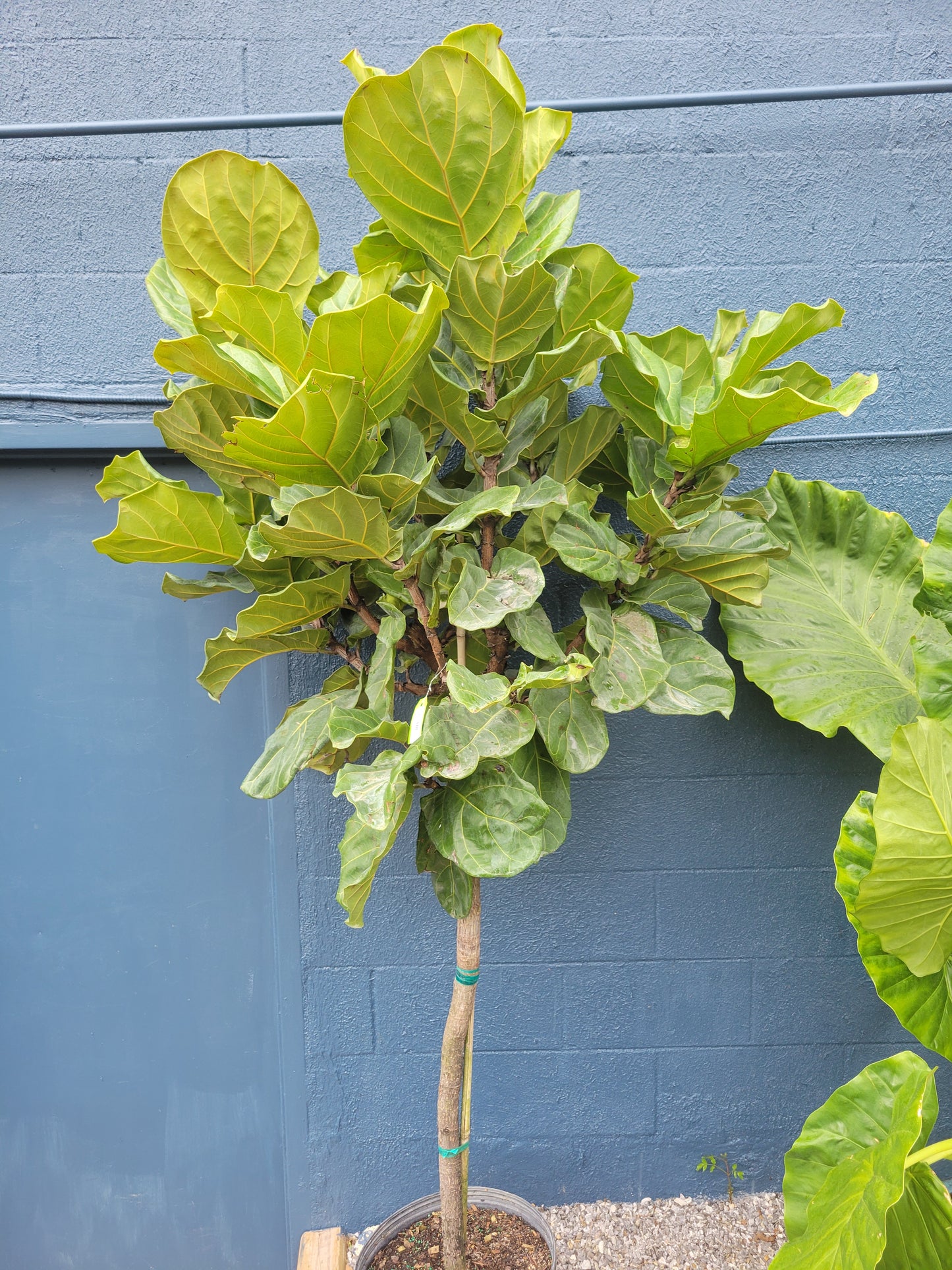 Fiddleleaf Fig