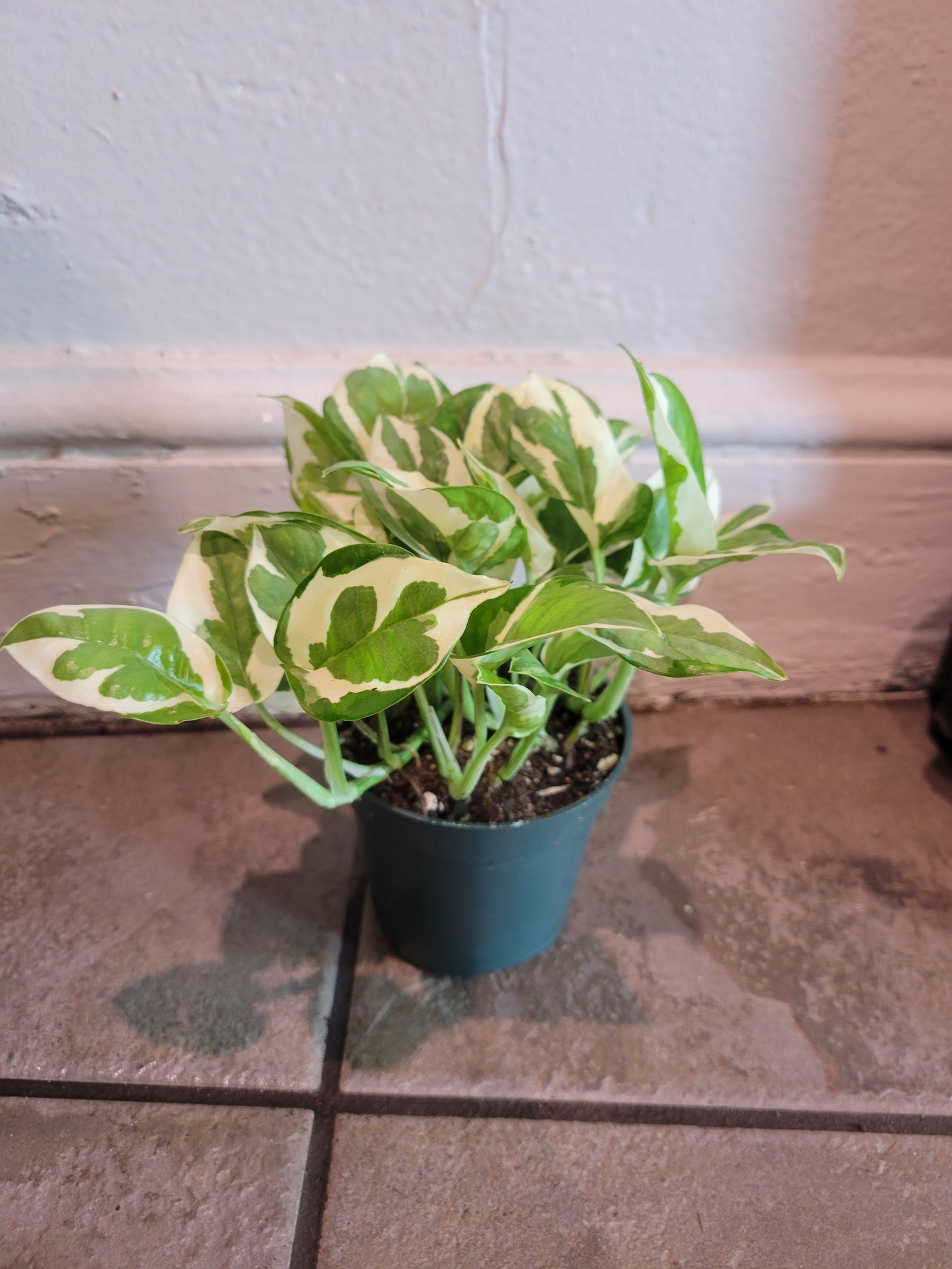 Pothos N' Joy