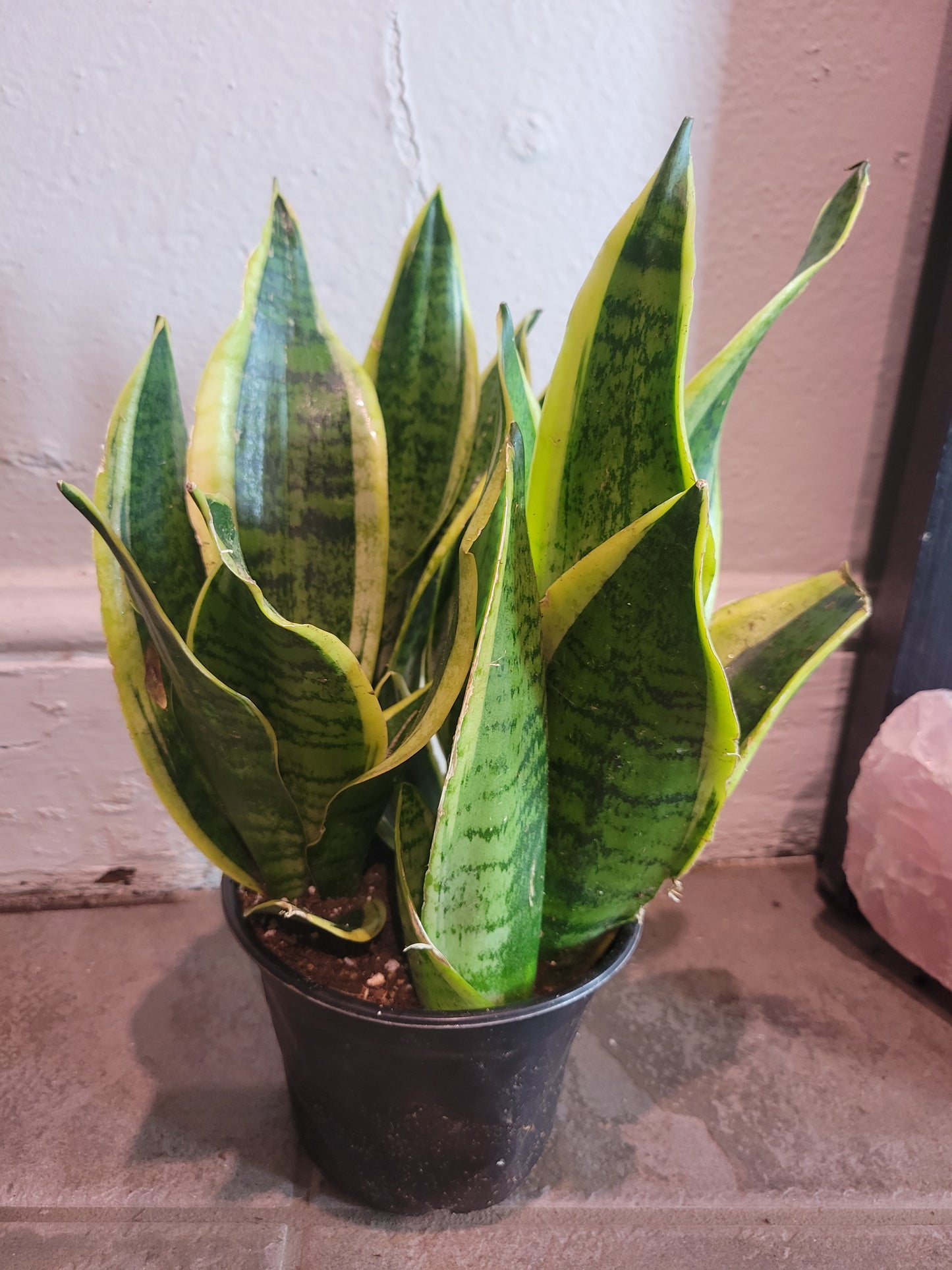 Snake Plant - Variegated