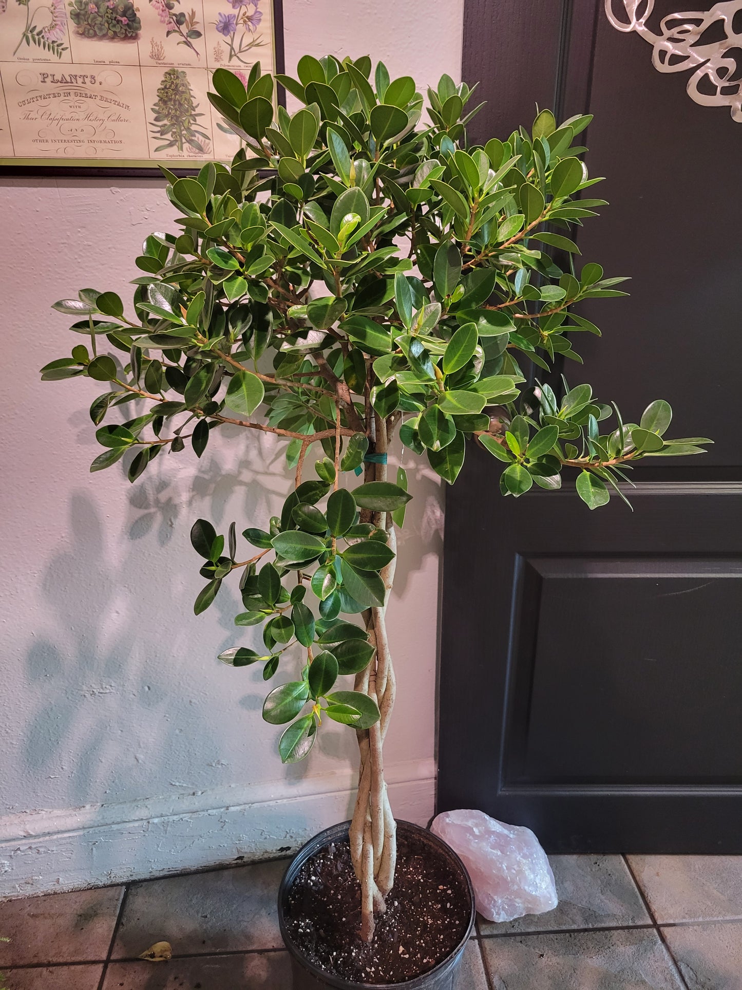 Ficus Green Island Braid