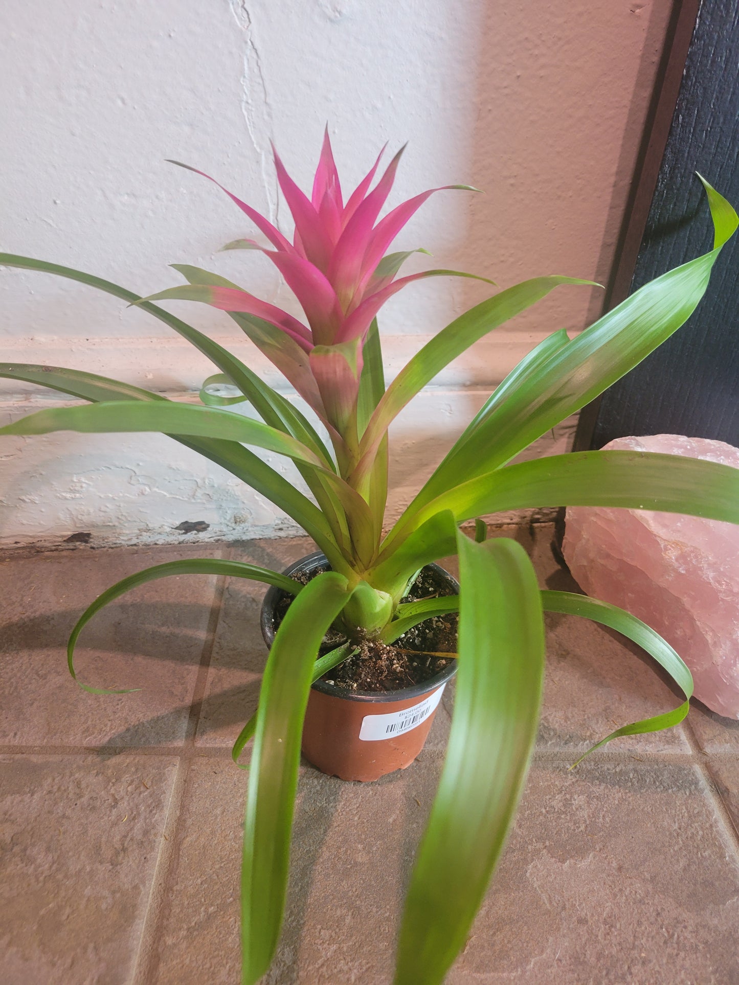 Bromeliad