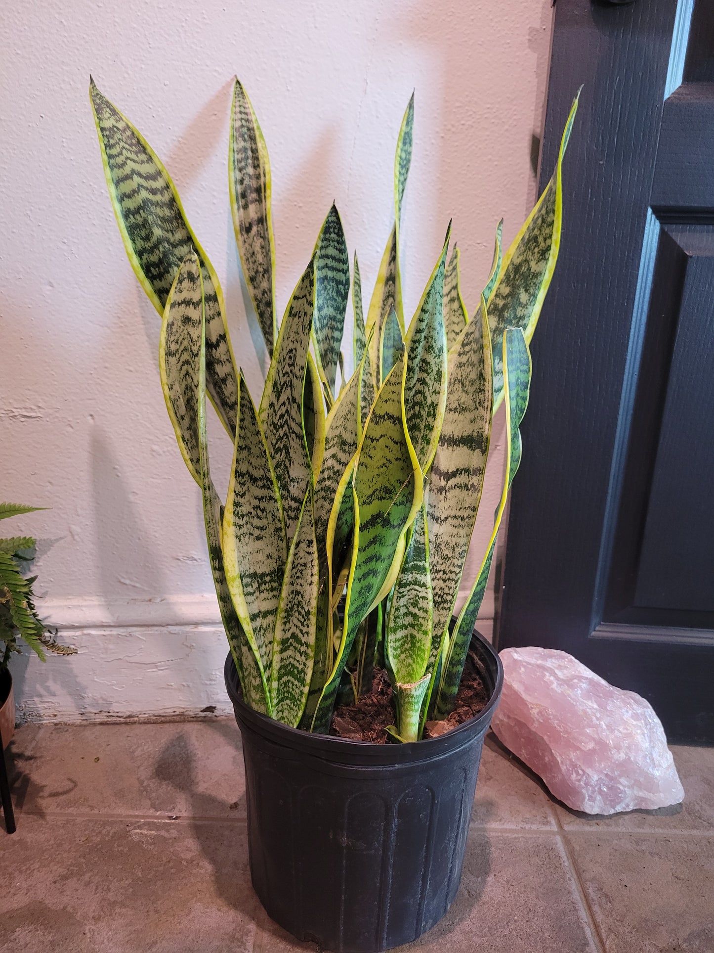 Snake Plant - Variegated