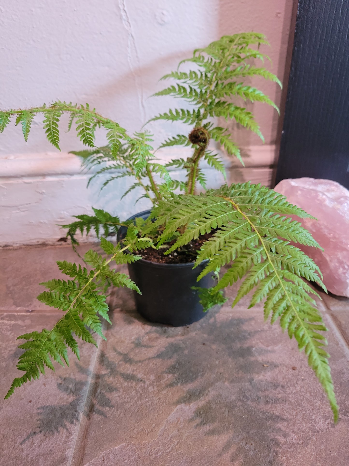 Australian Tree Fern