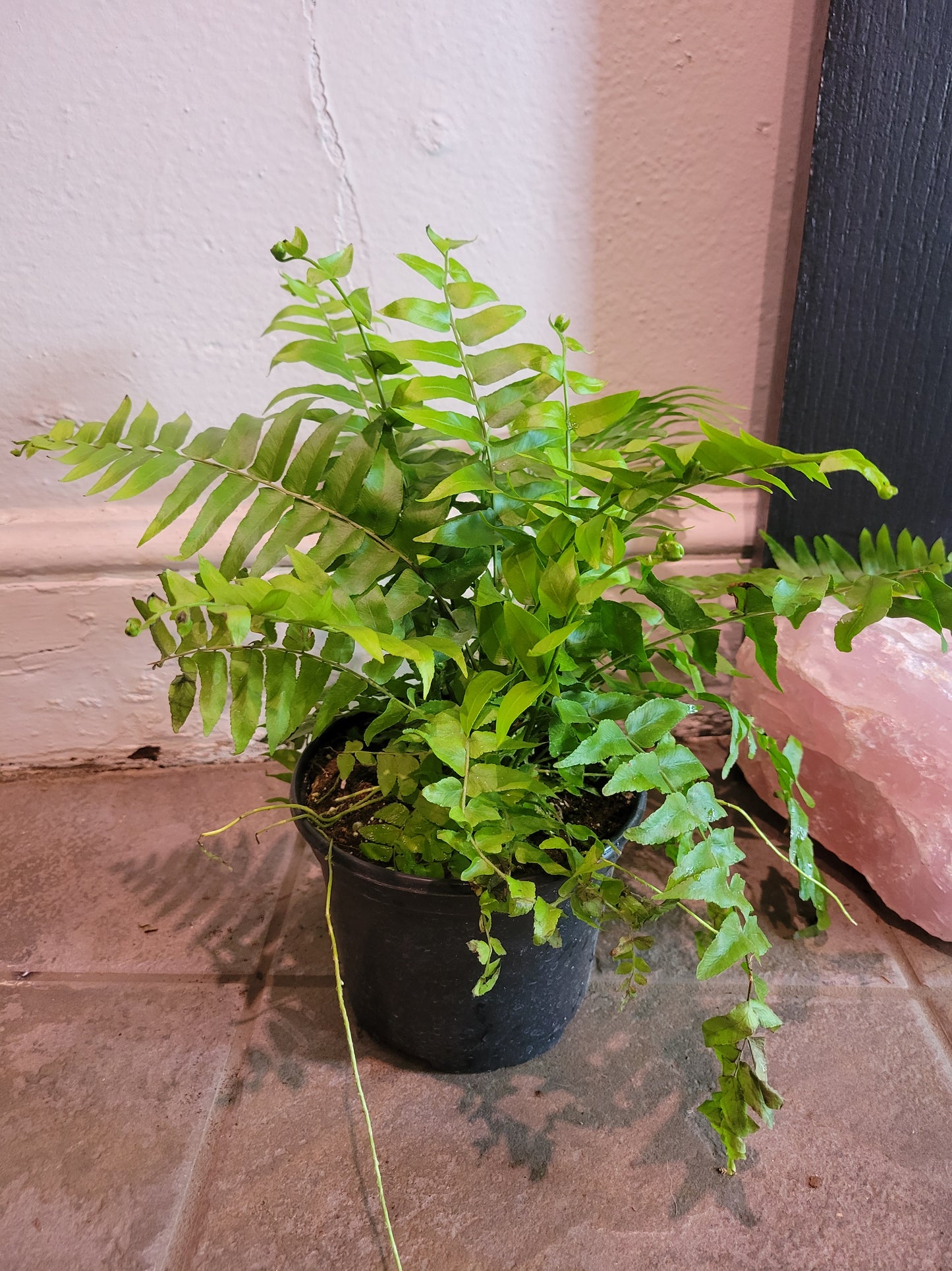 Macho Fern