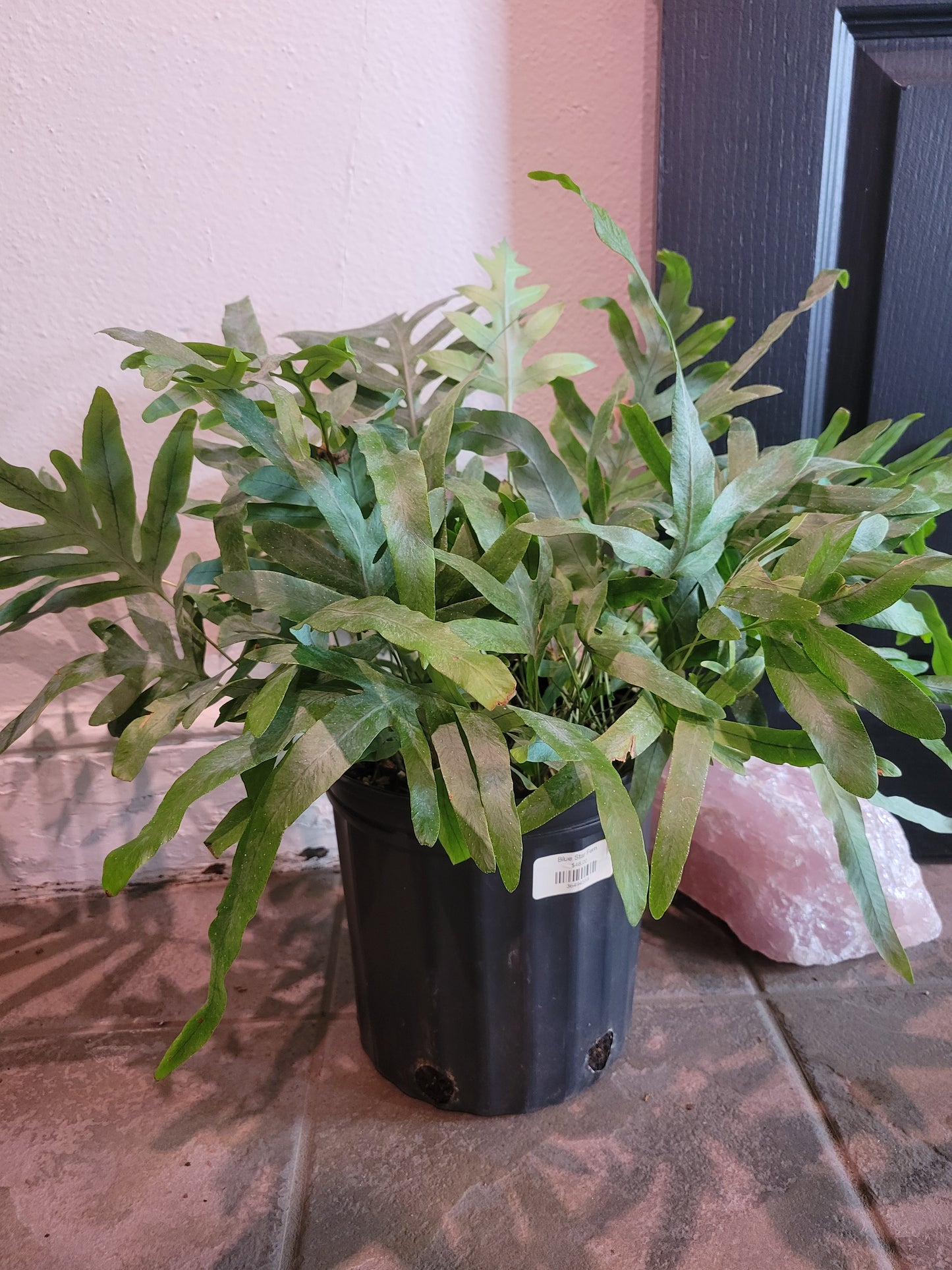 Blue Star Fern
