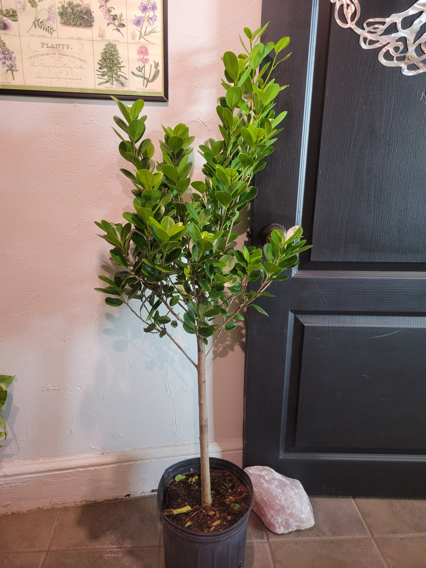 Ficus Moclaime STD