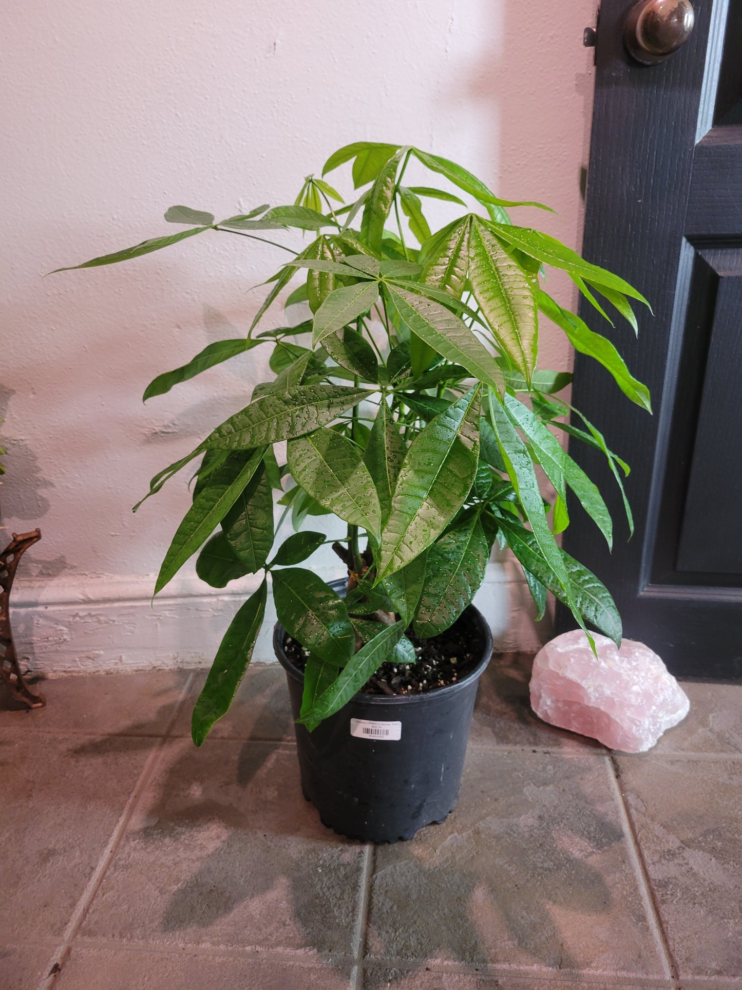 Guiana Chestnut Money Tree