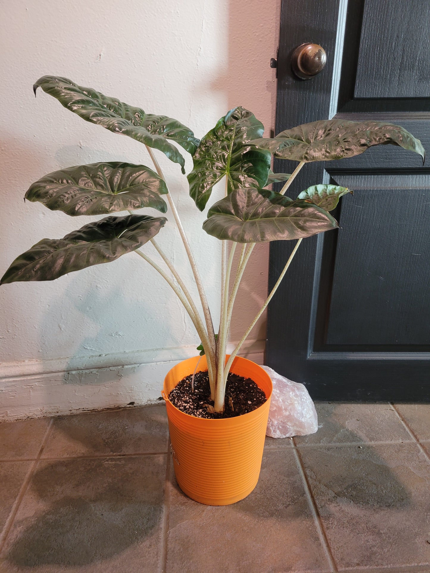 Alocasia Yucatan Queen