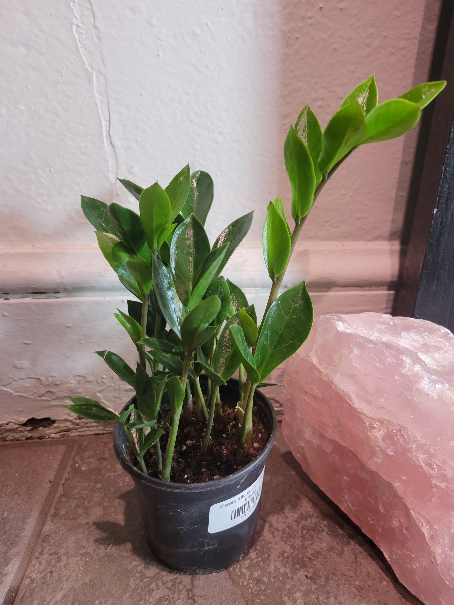 Zamioculcas Zamiifolia ZZ