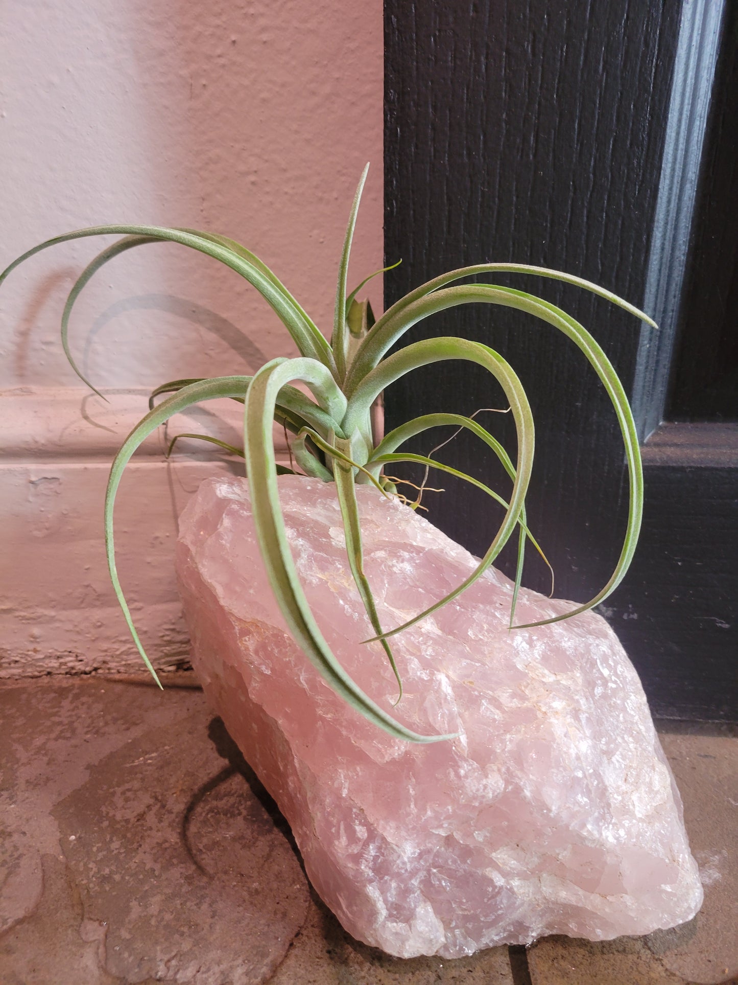 Air Plant - Tillandsia Curly Slim