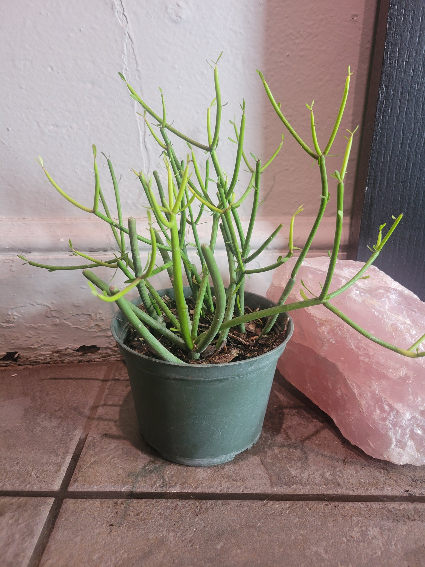 Pencil Cactus