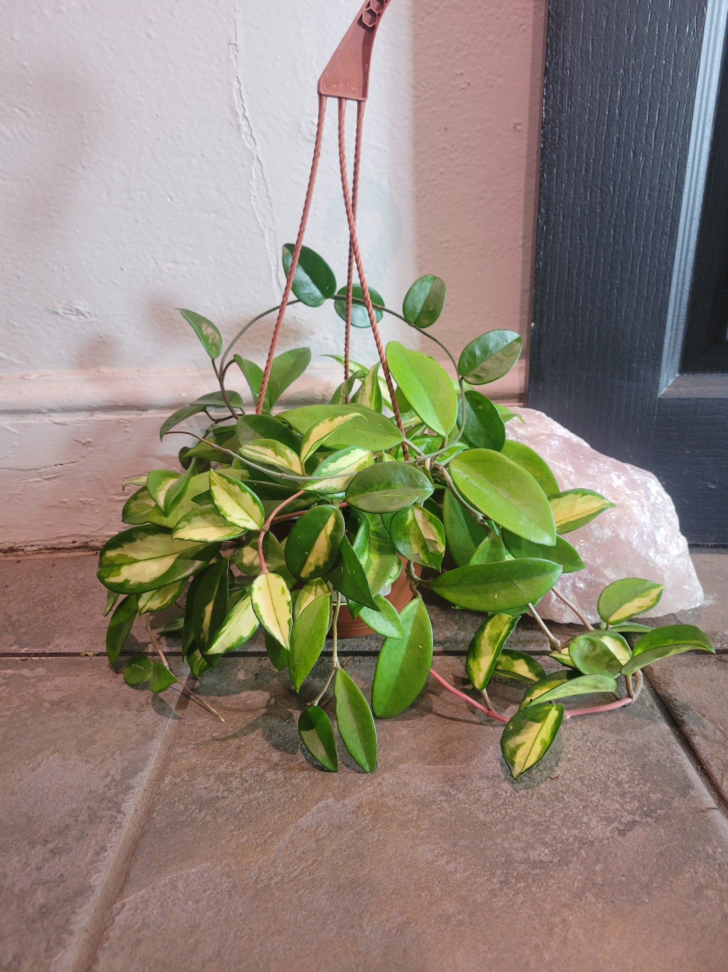 Hoya Carnosa 'Inner Variegated'