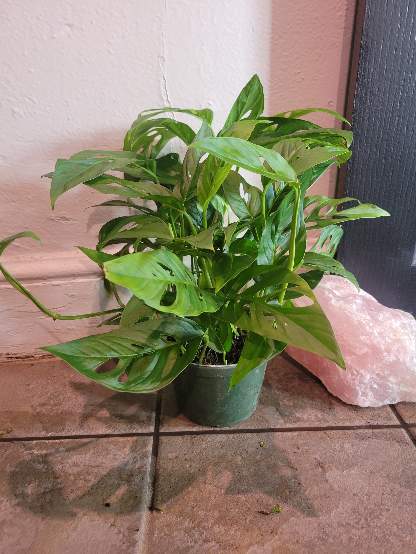 Swiss Cheese Monstera