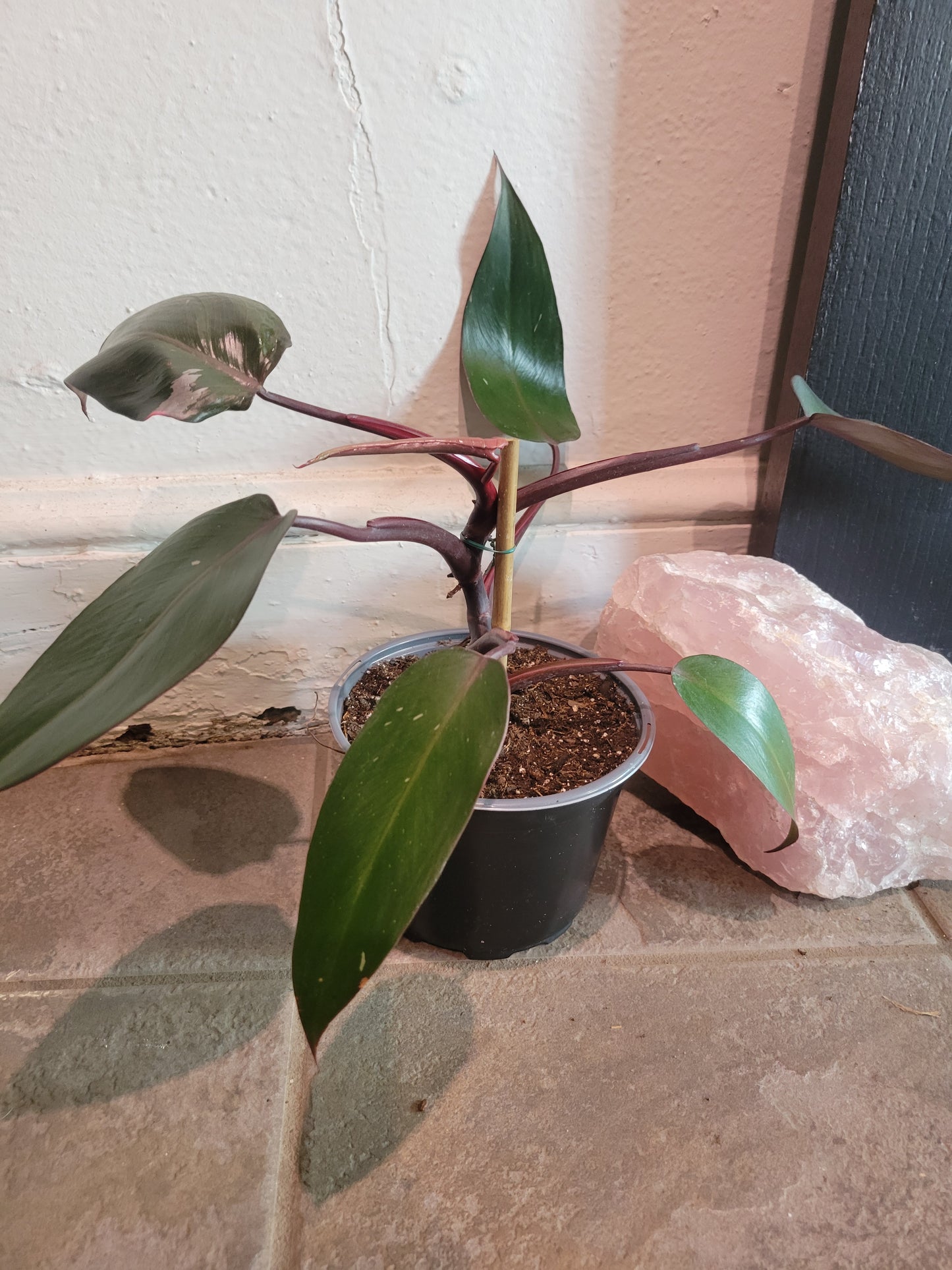 Philodendron Pink Princess