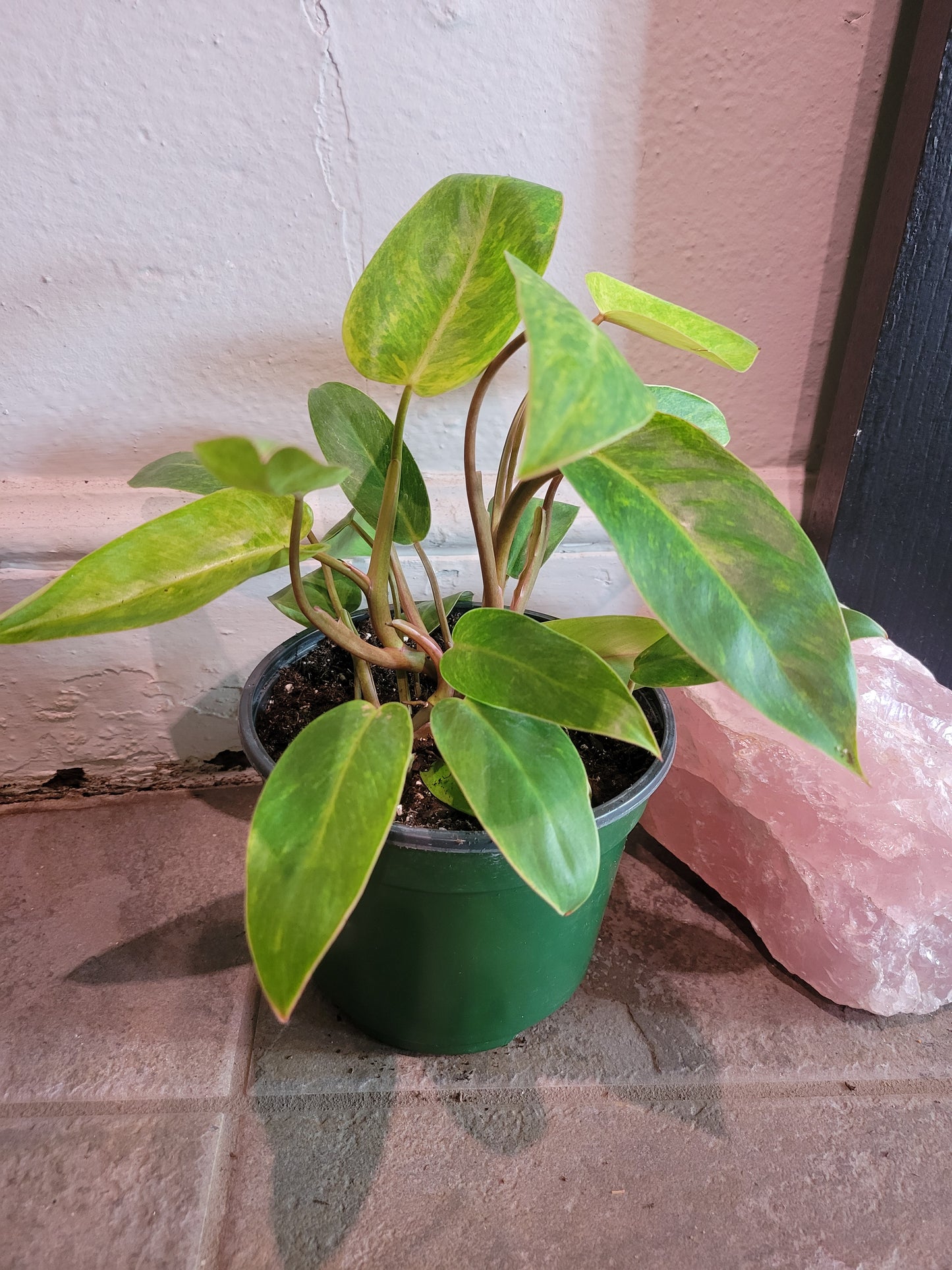 Philodendron Painted Lady