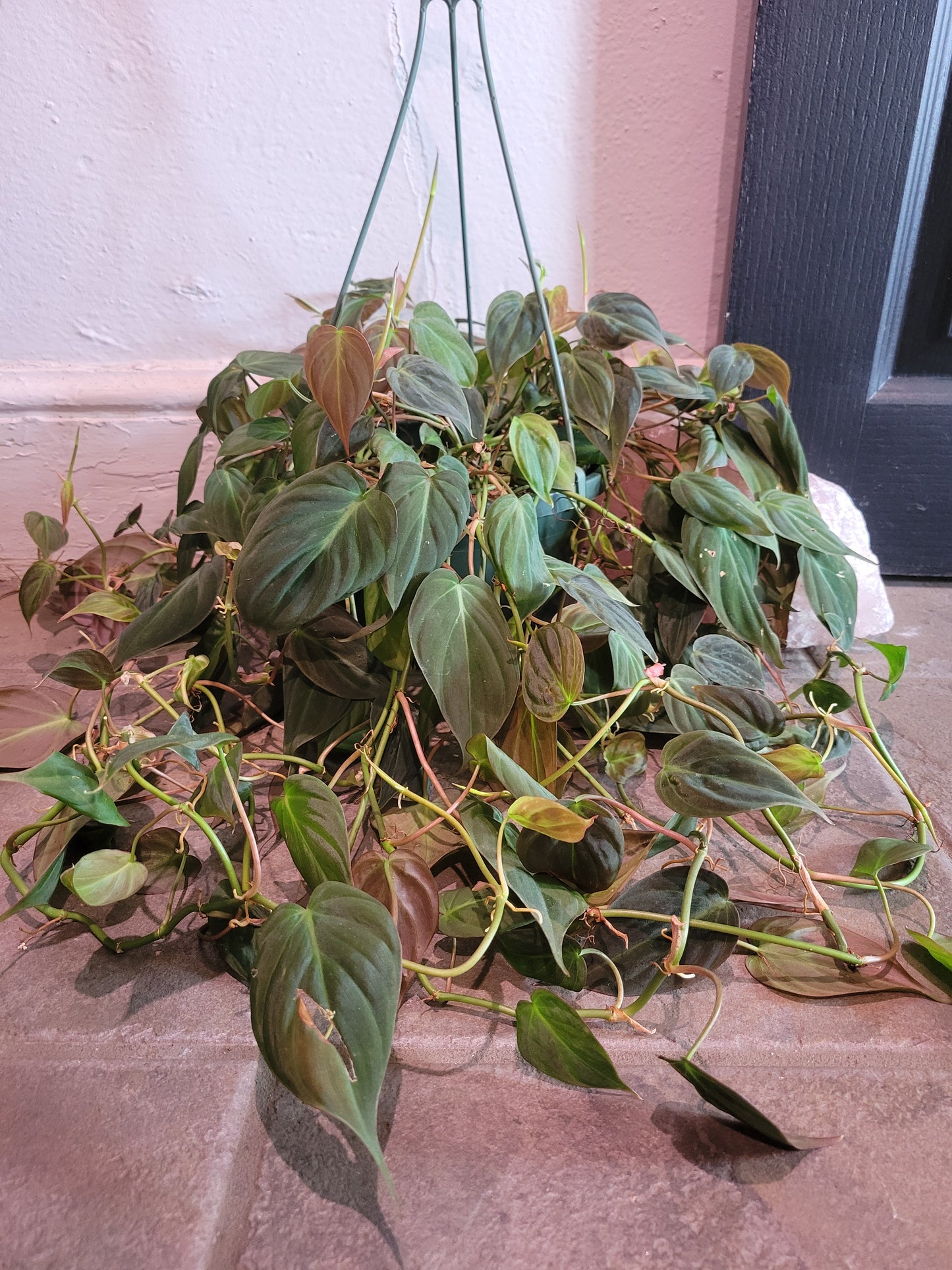 Philodendron Hederaceum "Micans"
