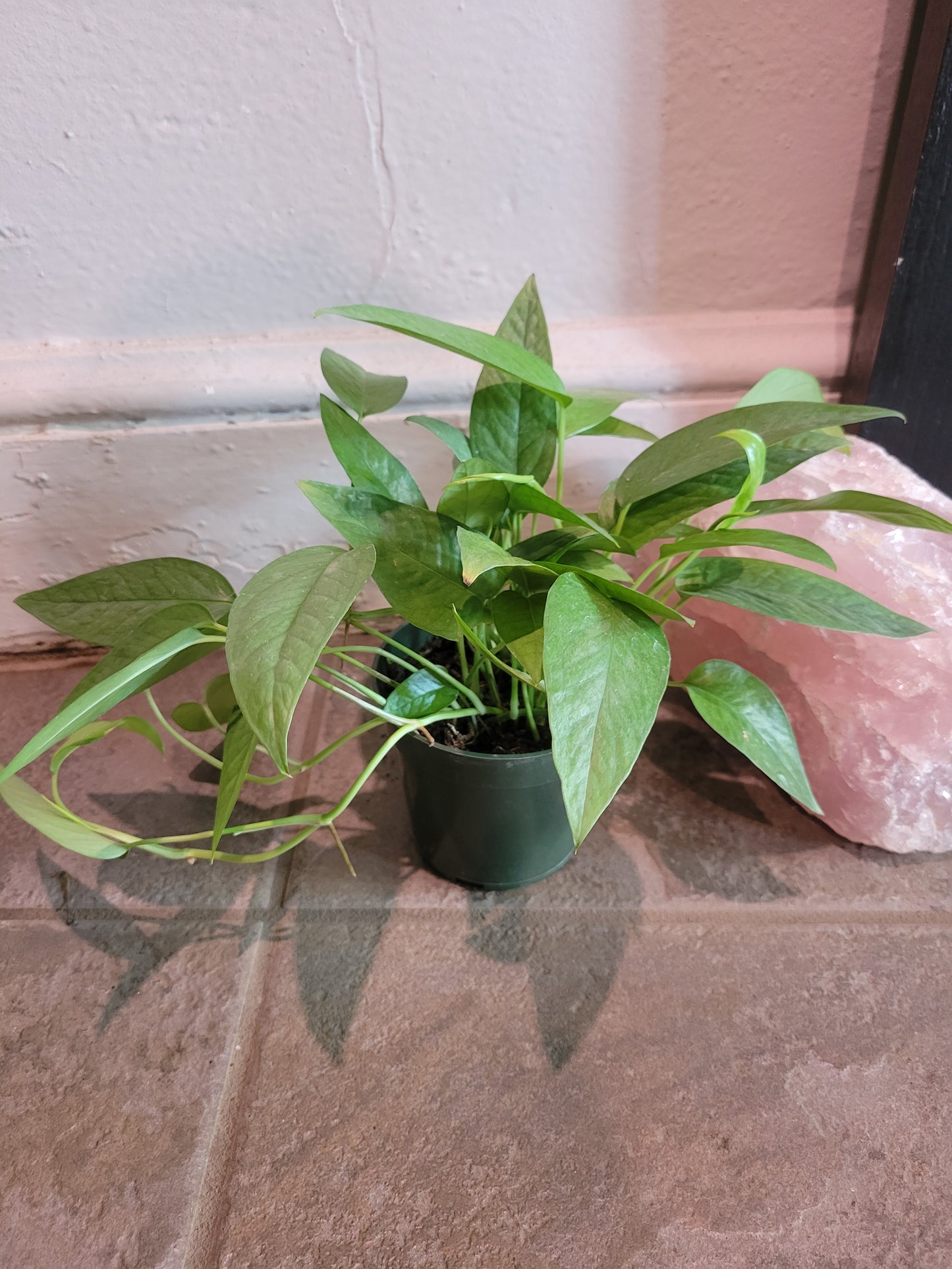 Cebu Blue Pothos