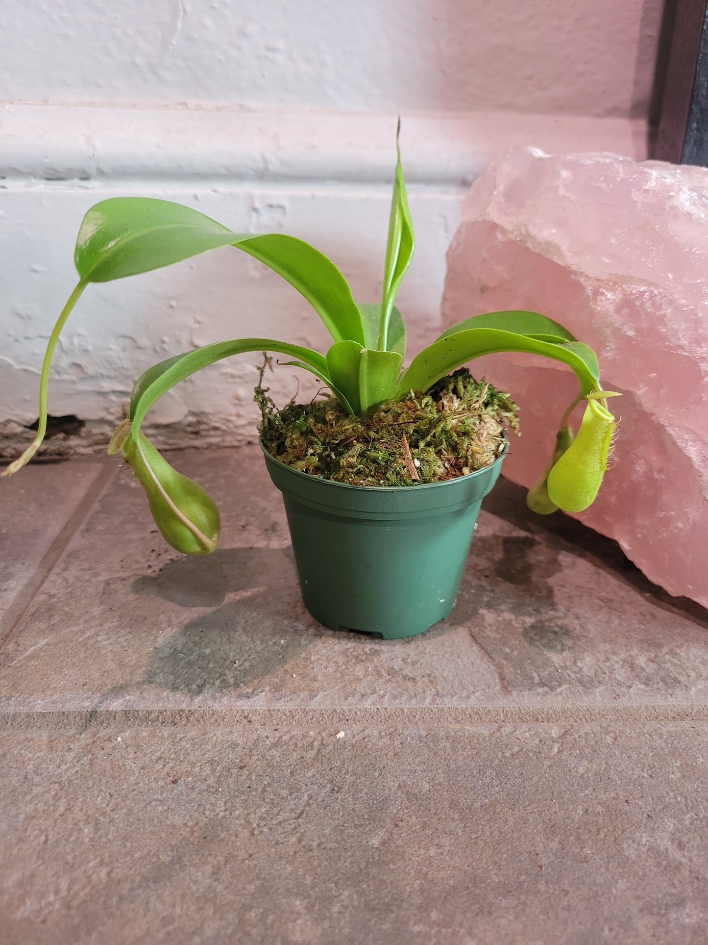 Pitcher Plant
