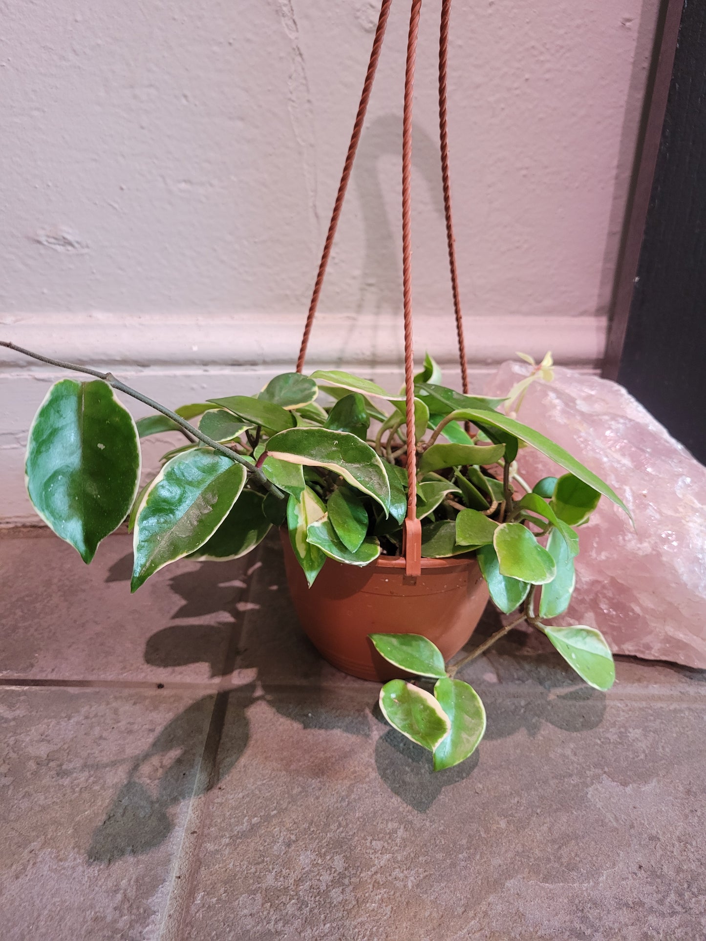 Hoya Krimson Queen