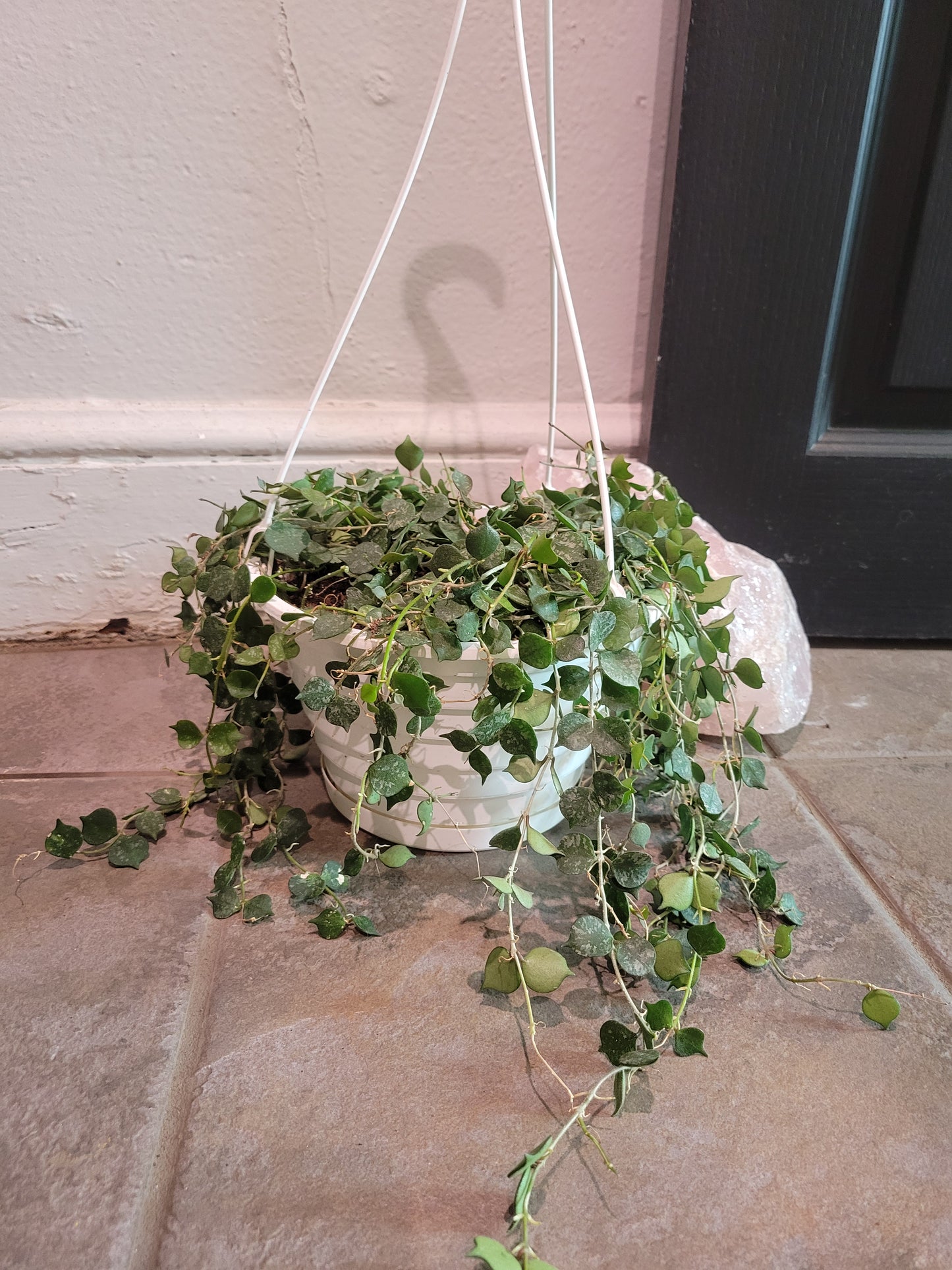 Hoya Curtisii