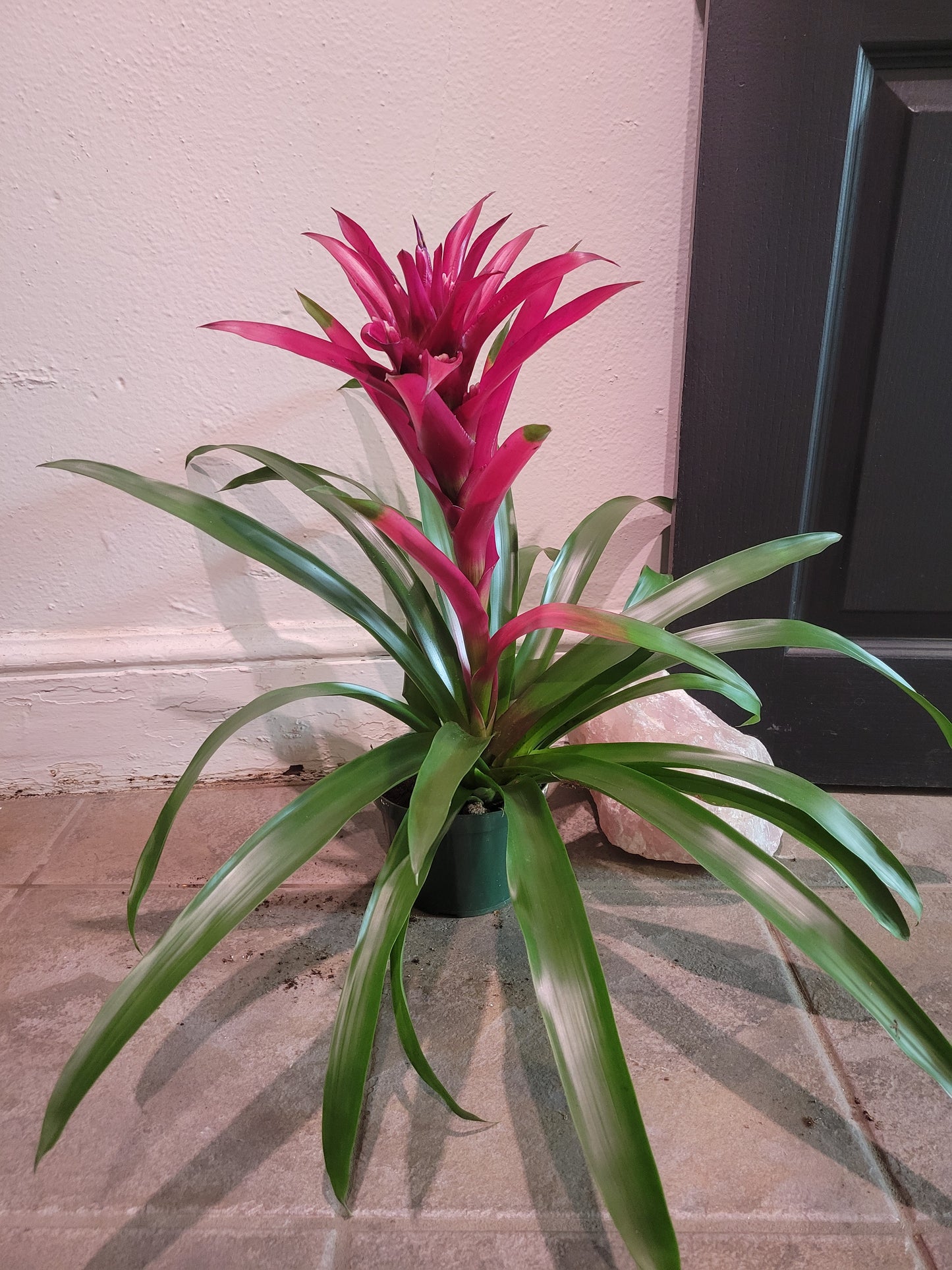 Bromeliad