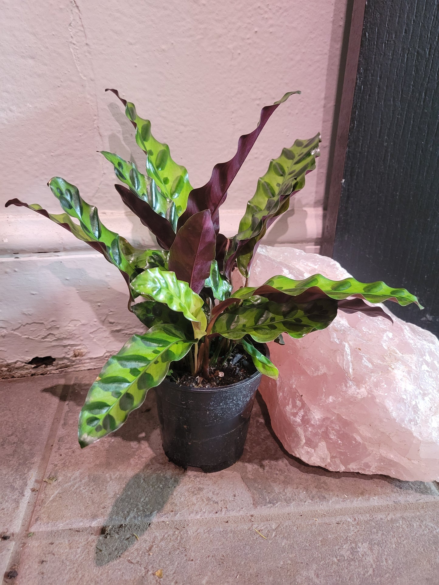 Calathea Rattlesnake