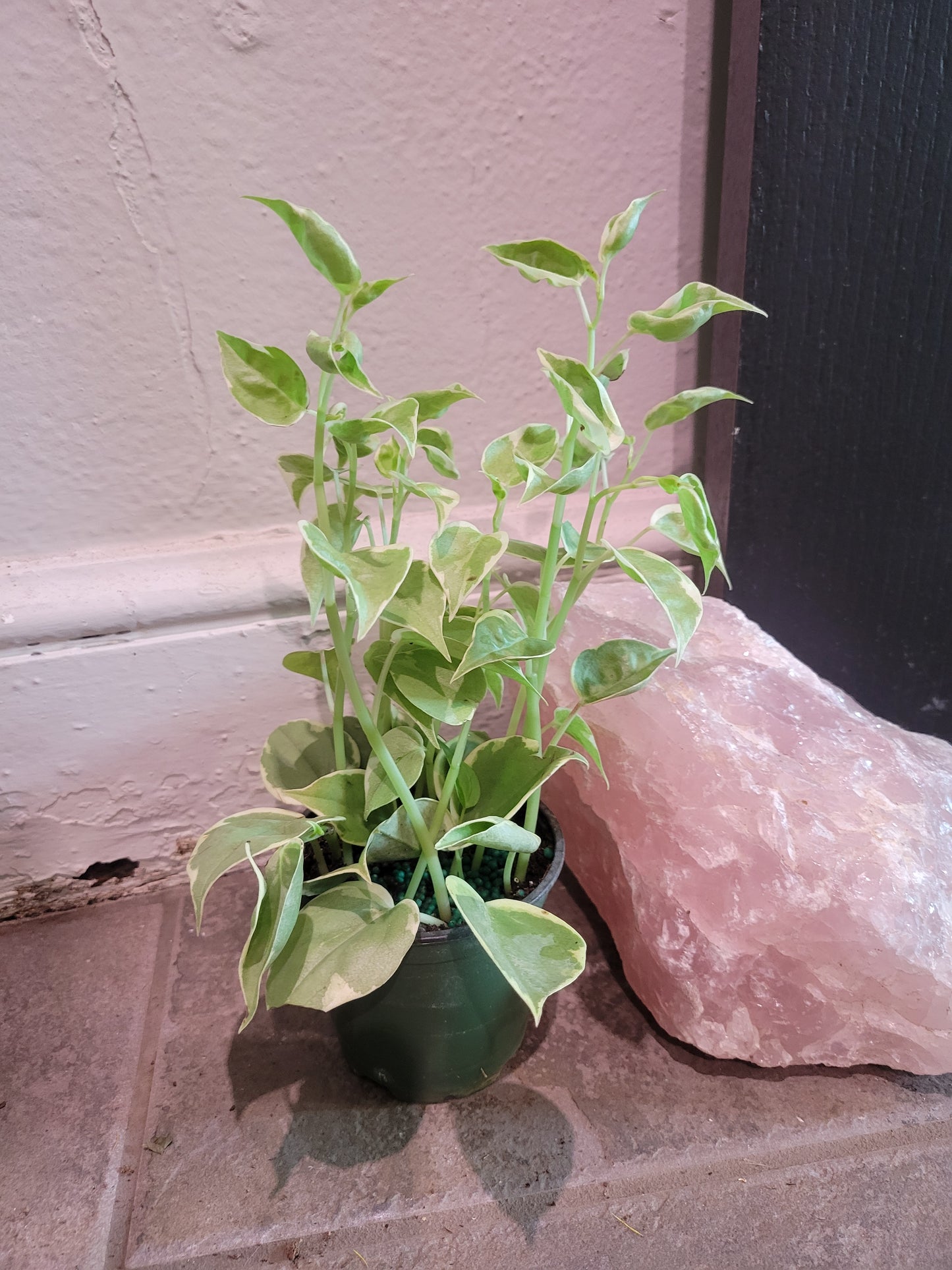 Cupid Peperomia