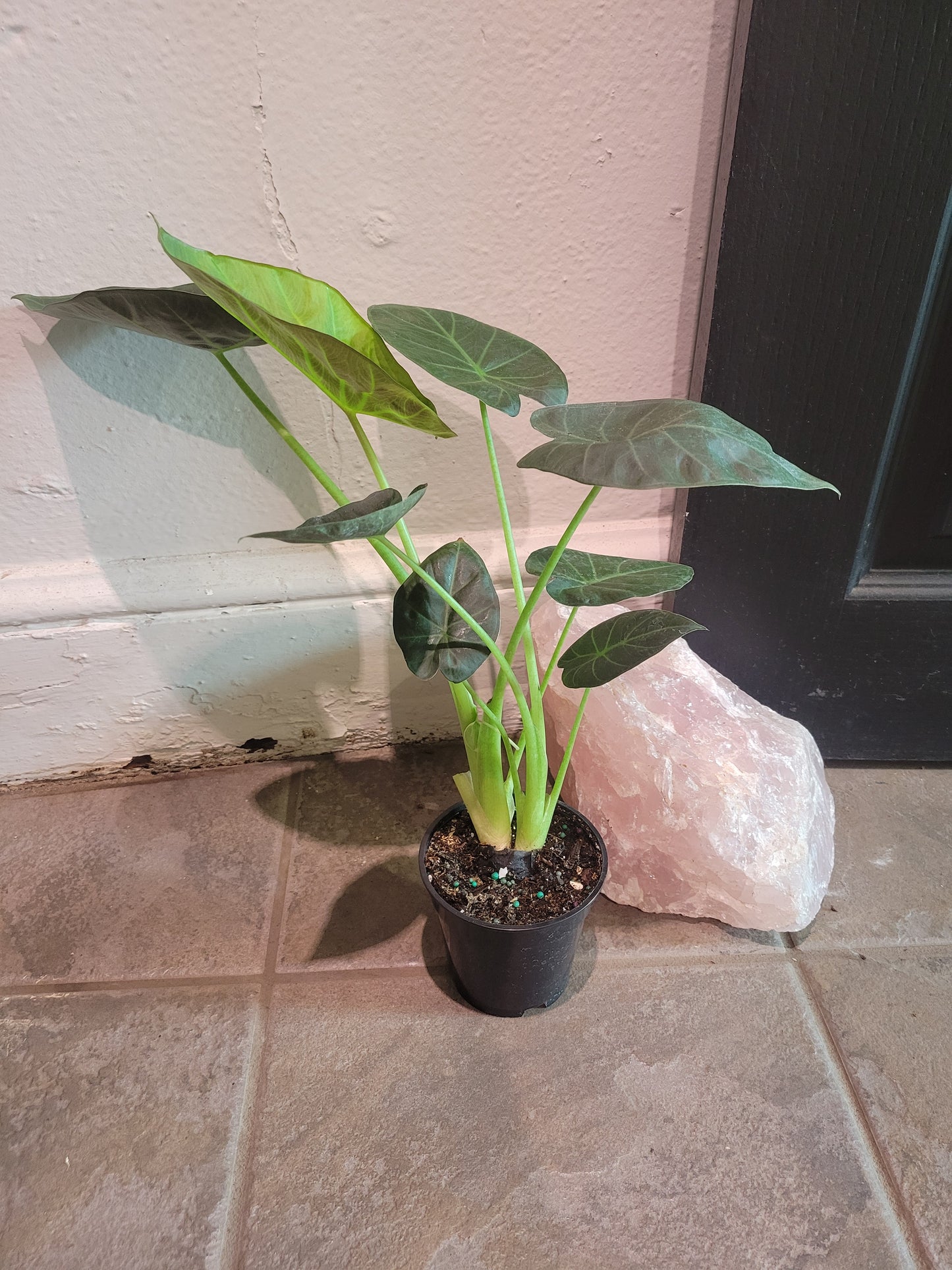 Alocasia Regal Shields