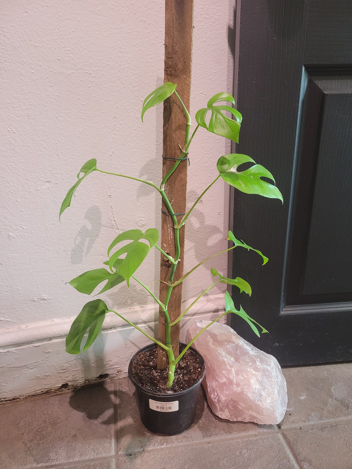 Monstera Minima