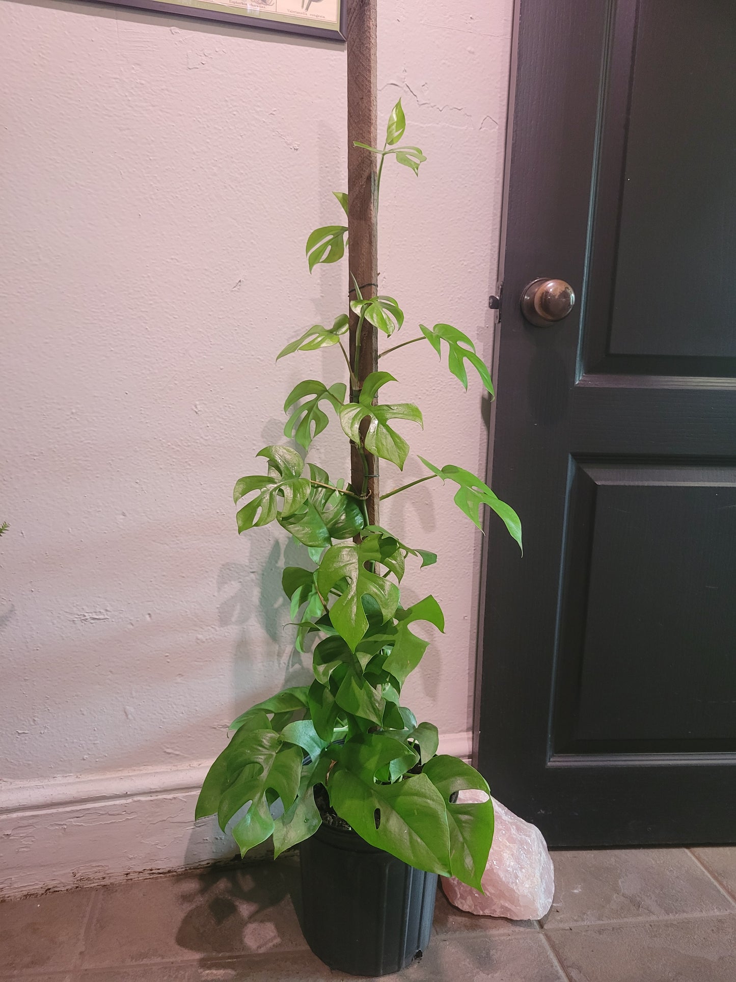 Monstera Minima