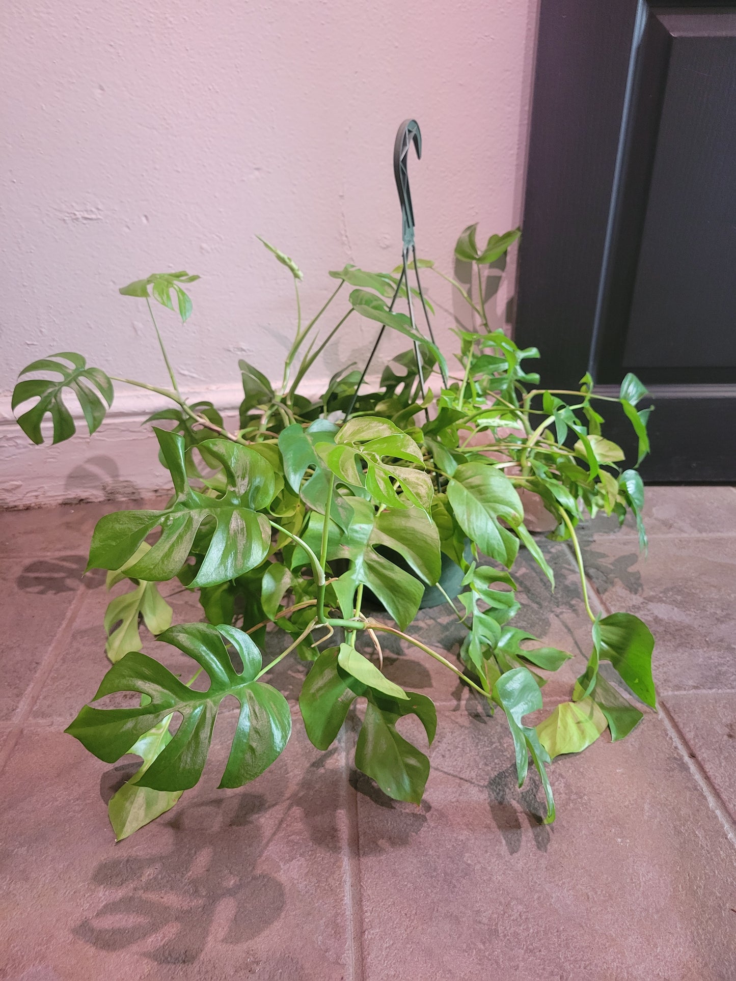 Monstera Minima