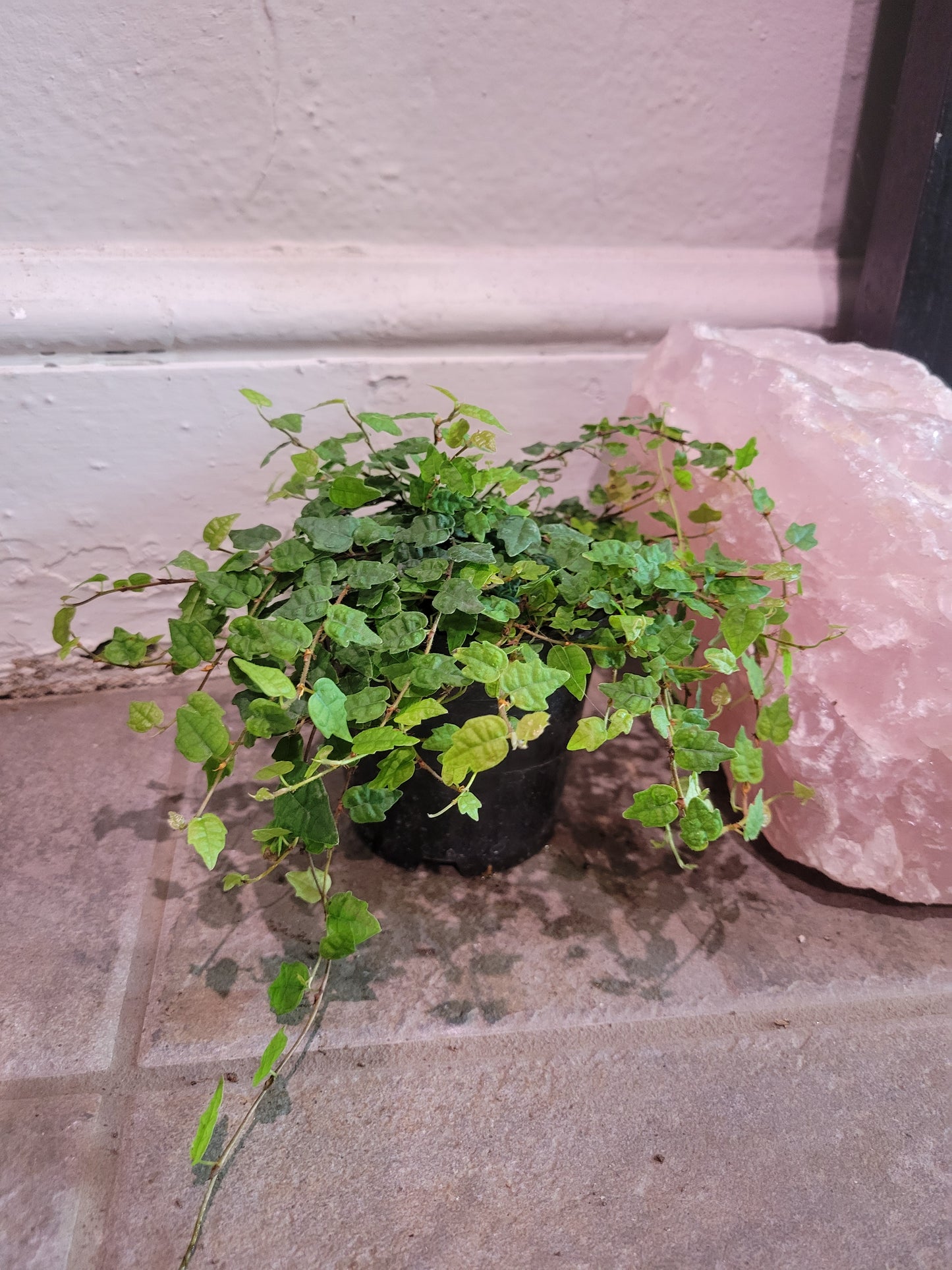 String Of Frogs