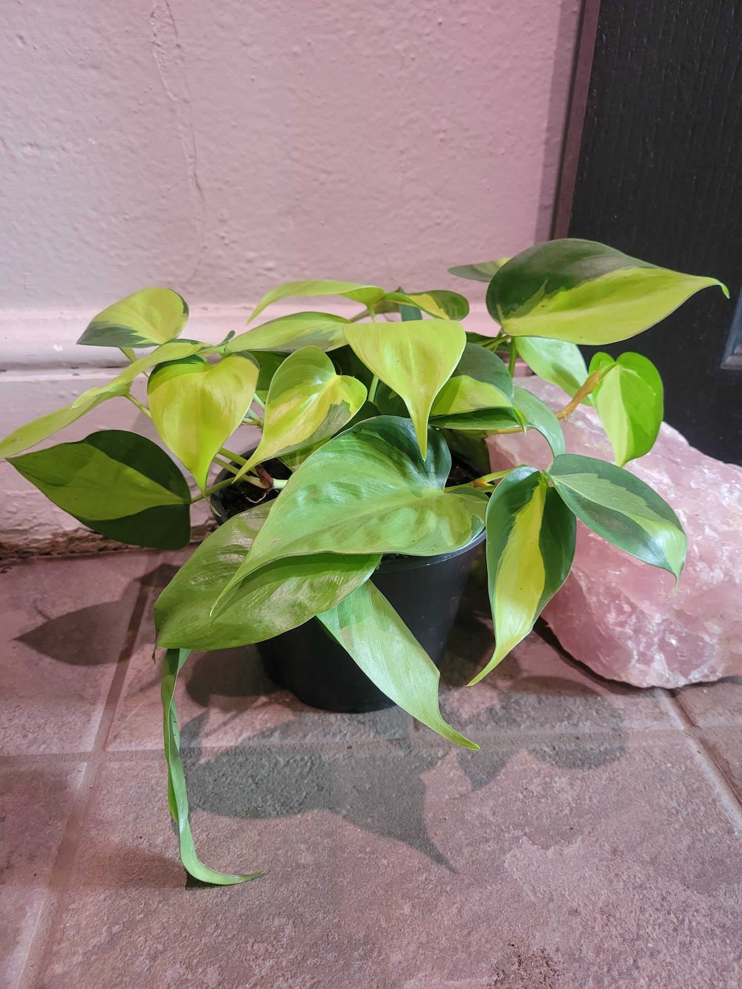 Philodendron Brazil