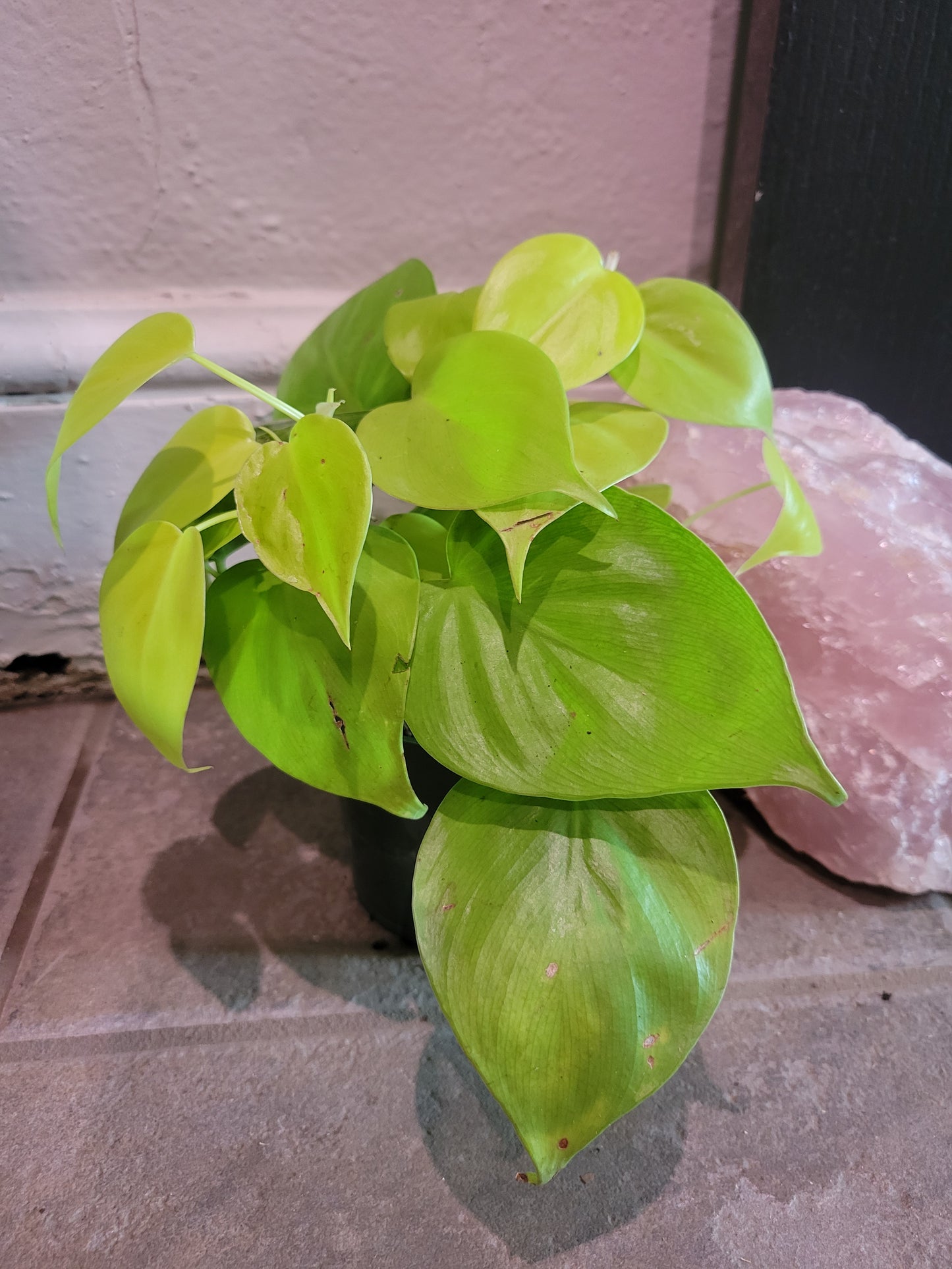 Philodendron Lemon Lime