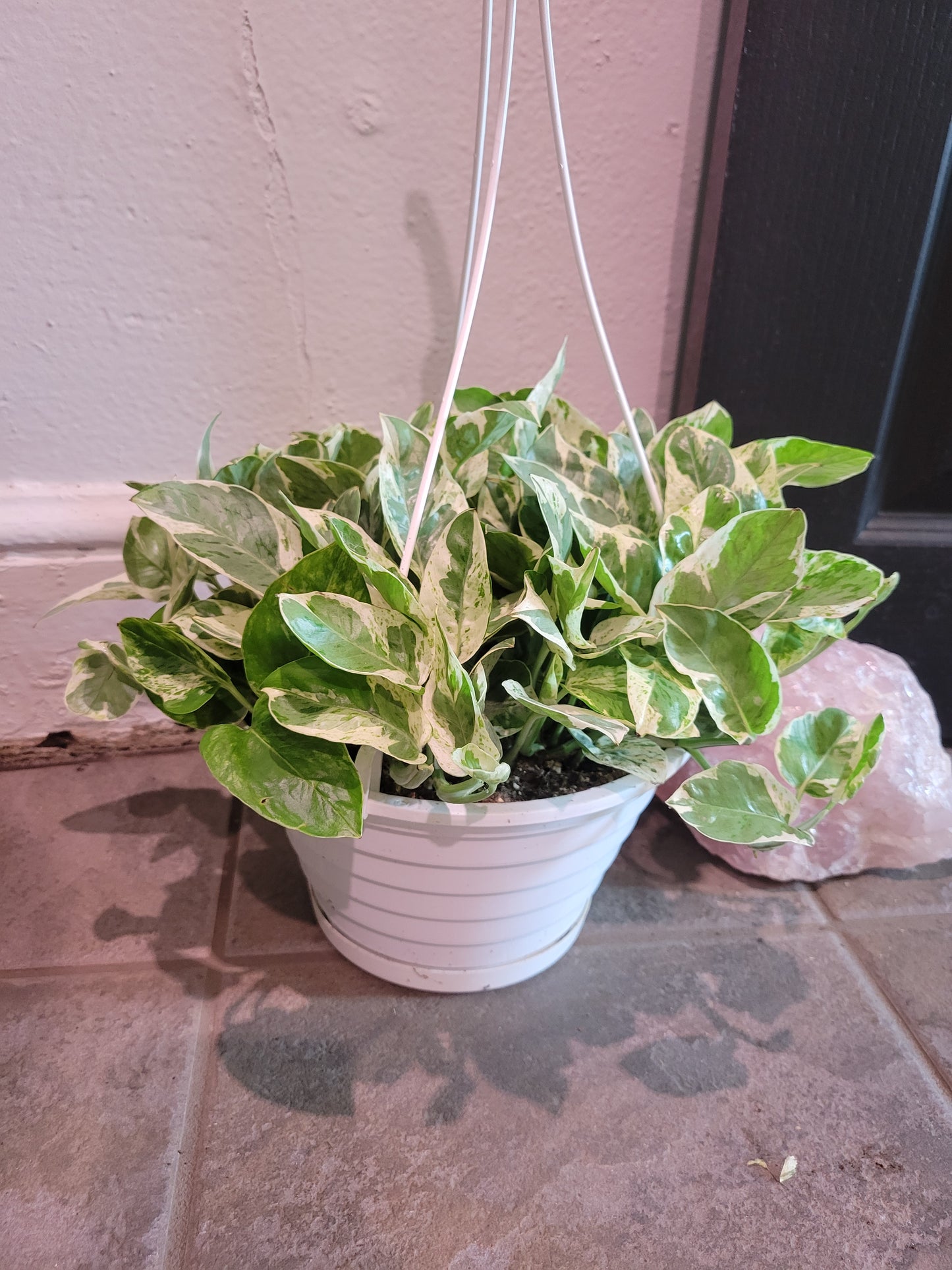 Philodendron Pearls & Jade