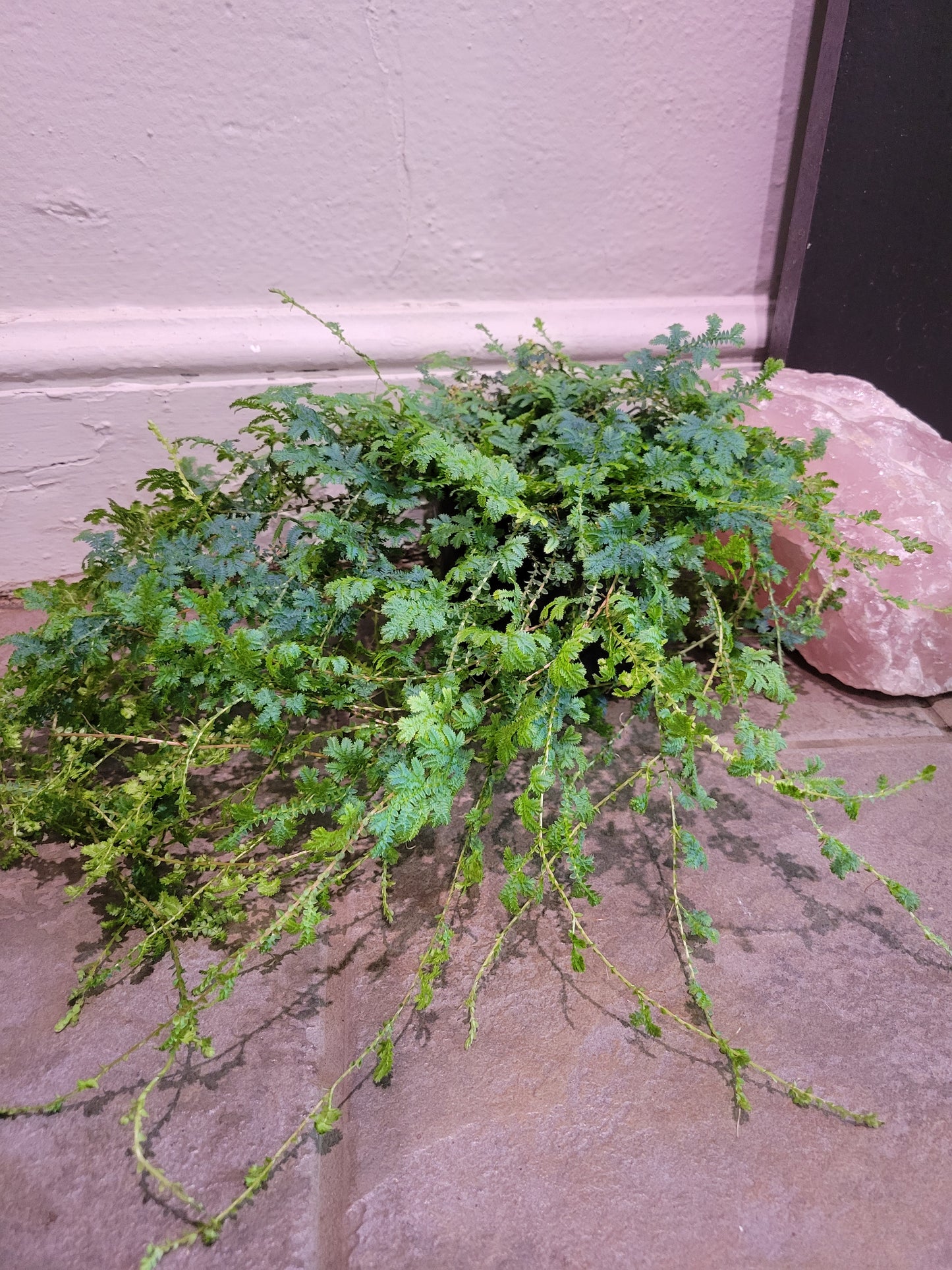 Peacock Fern