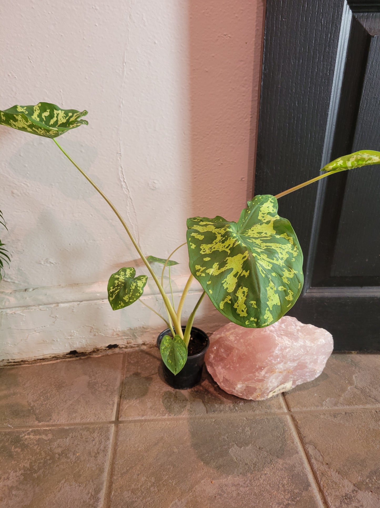 Hilo Beauty Caladium