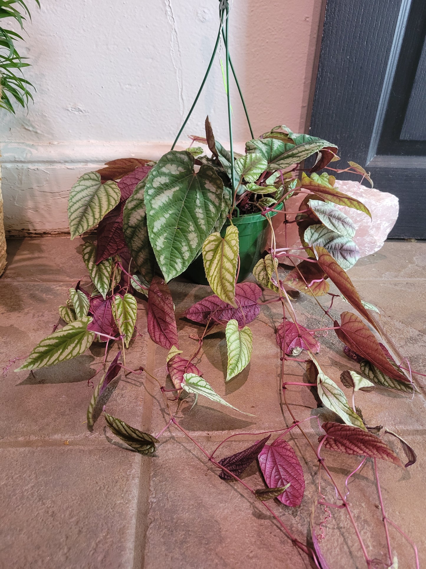 Cissus Discolor