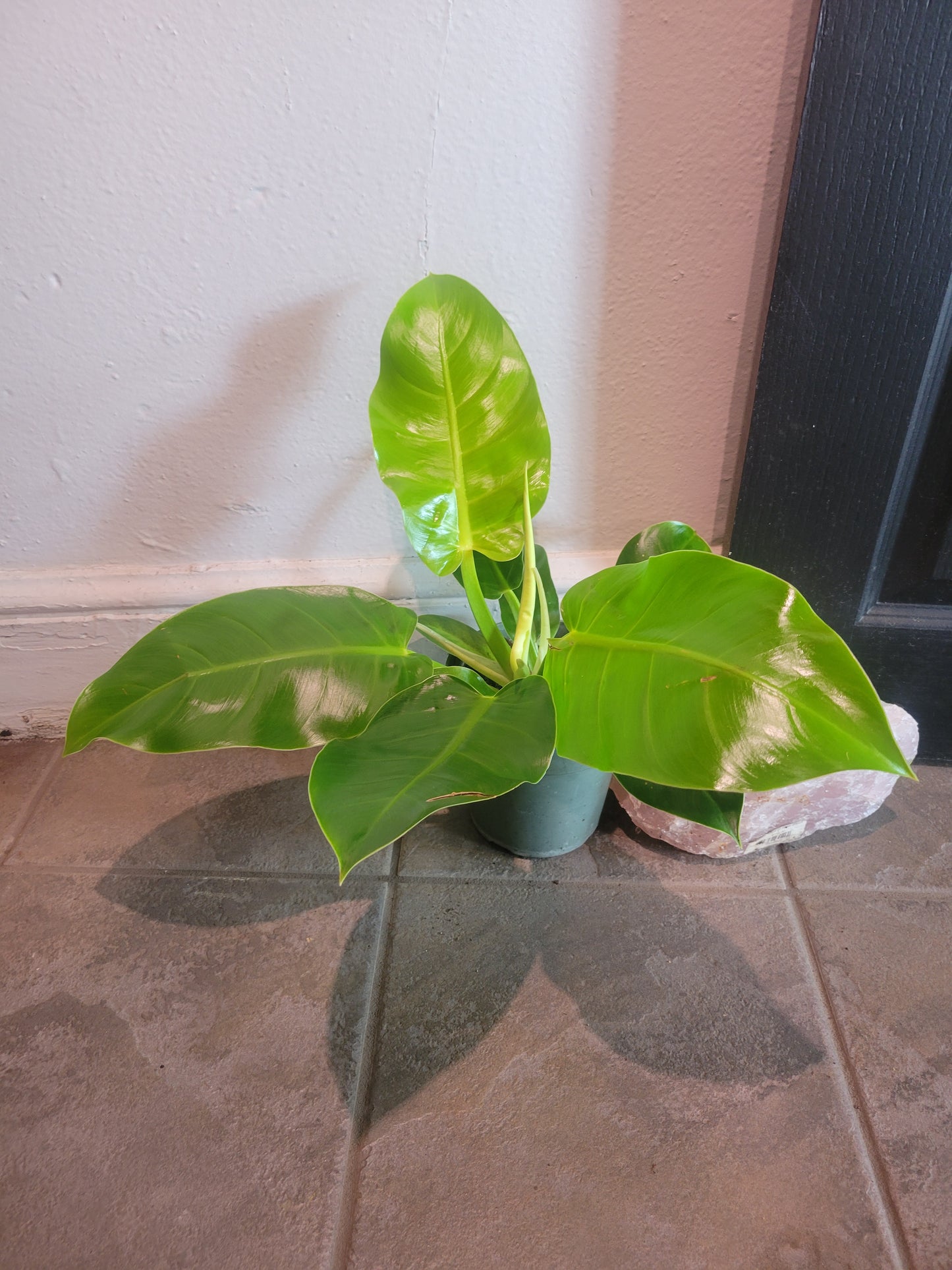 Philodendron Moonlight